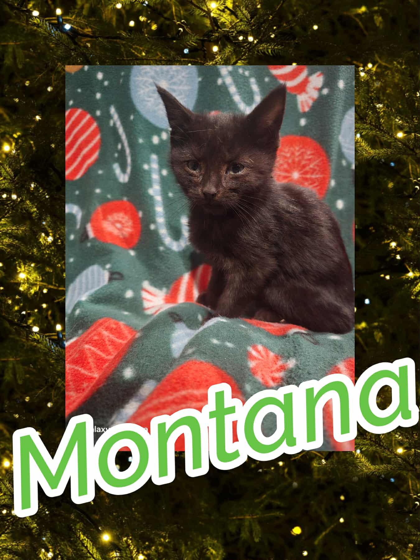 Montana, Adopted, Kitten Male Domestic Short Hair.
