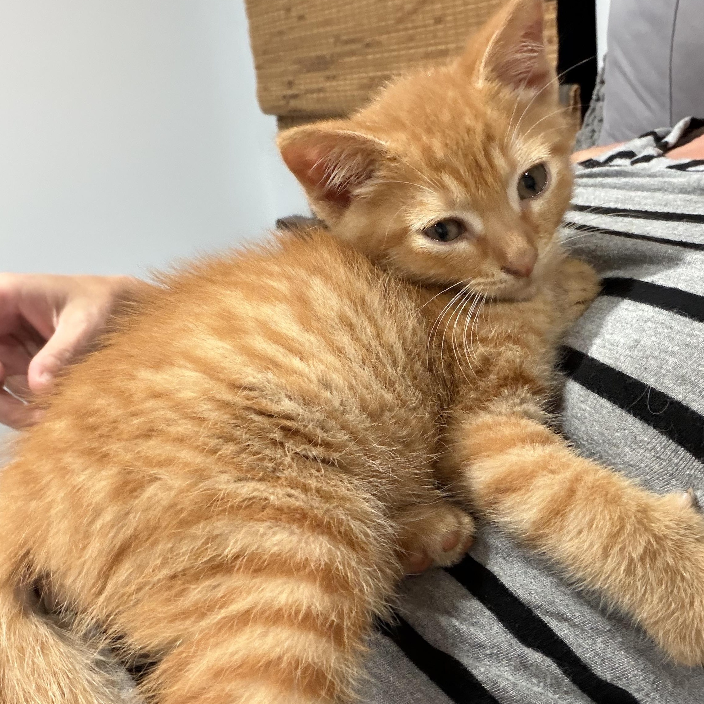 Enlarge Fordney, an adopted Domestic Short Hair in brant, MI image 2/5
