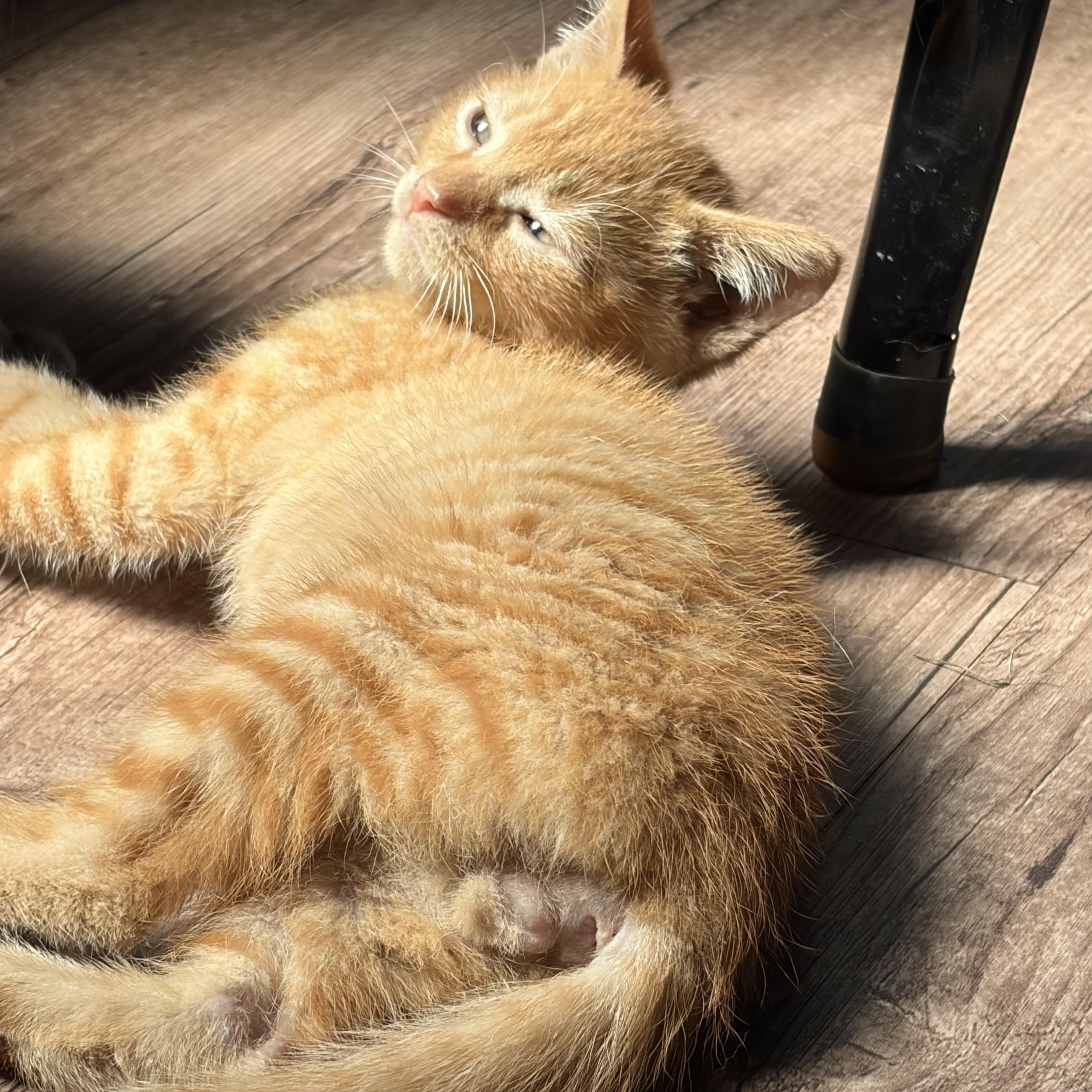 Enlarge Fordney, an adopted Domestic Short Hair in brant, MI image 4/5