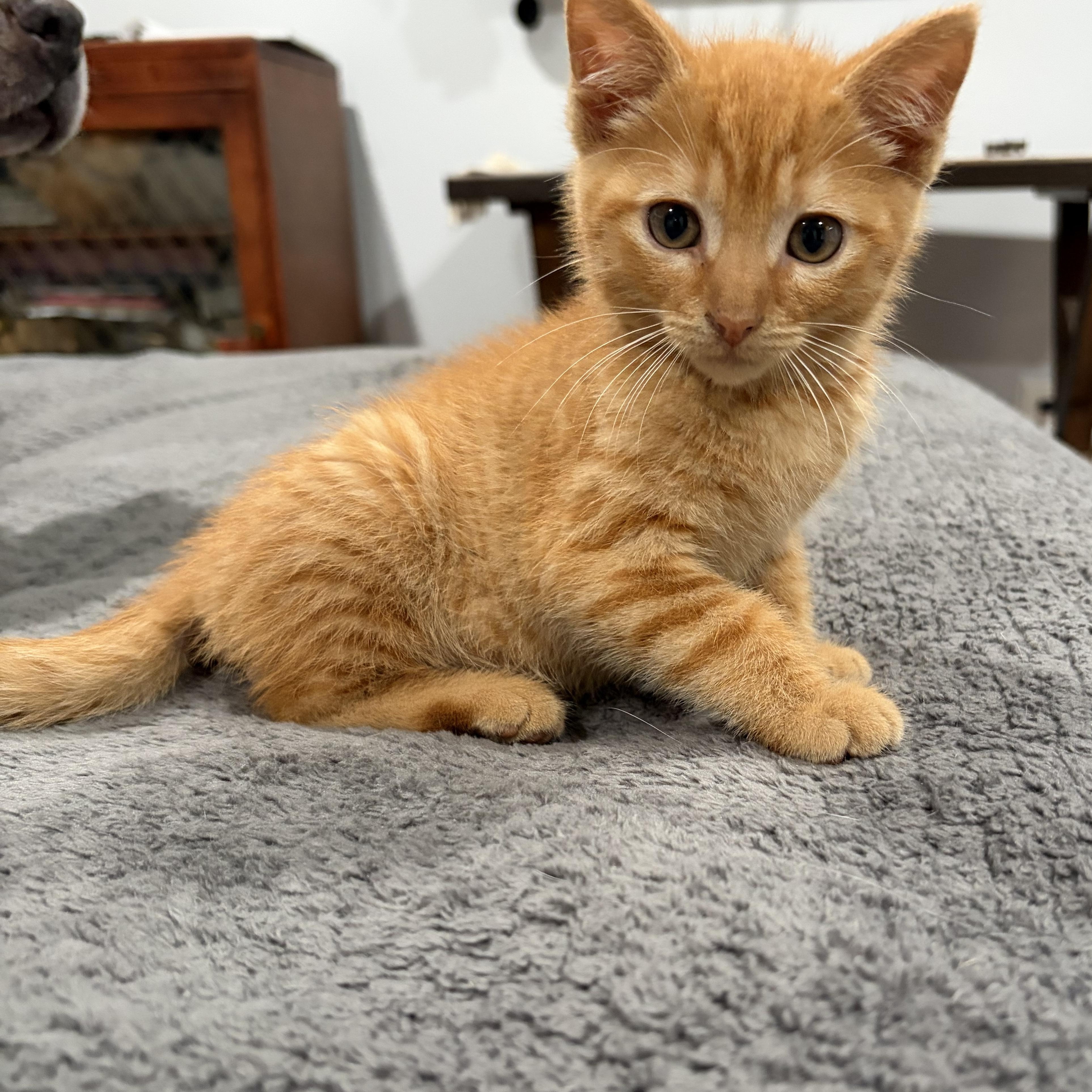 Enlarge Fordney, an adopted Domestic Short Hair in brant, MI image 3/5