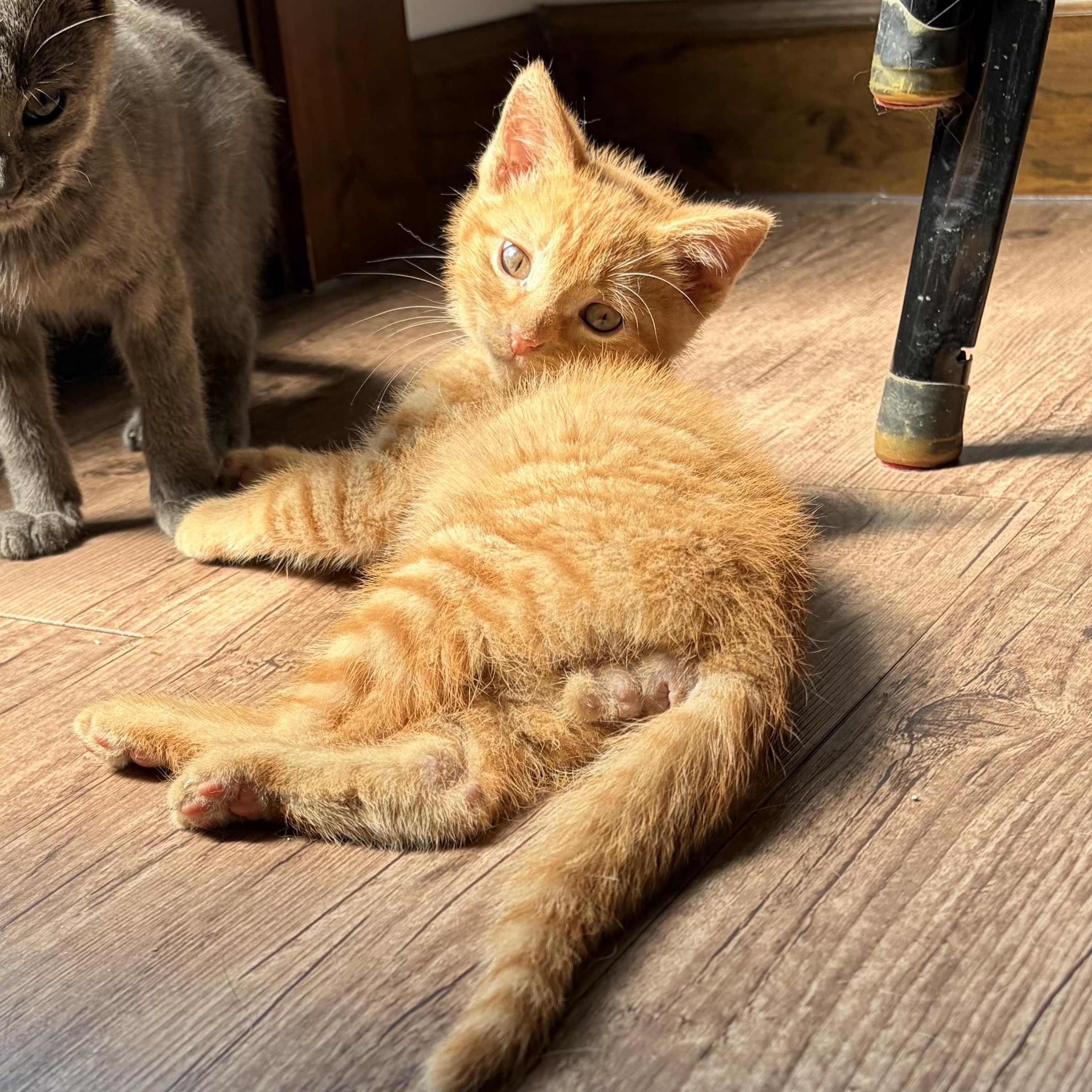 Fordney, adopted, Kitten Male Domestic Short Hair.