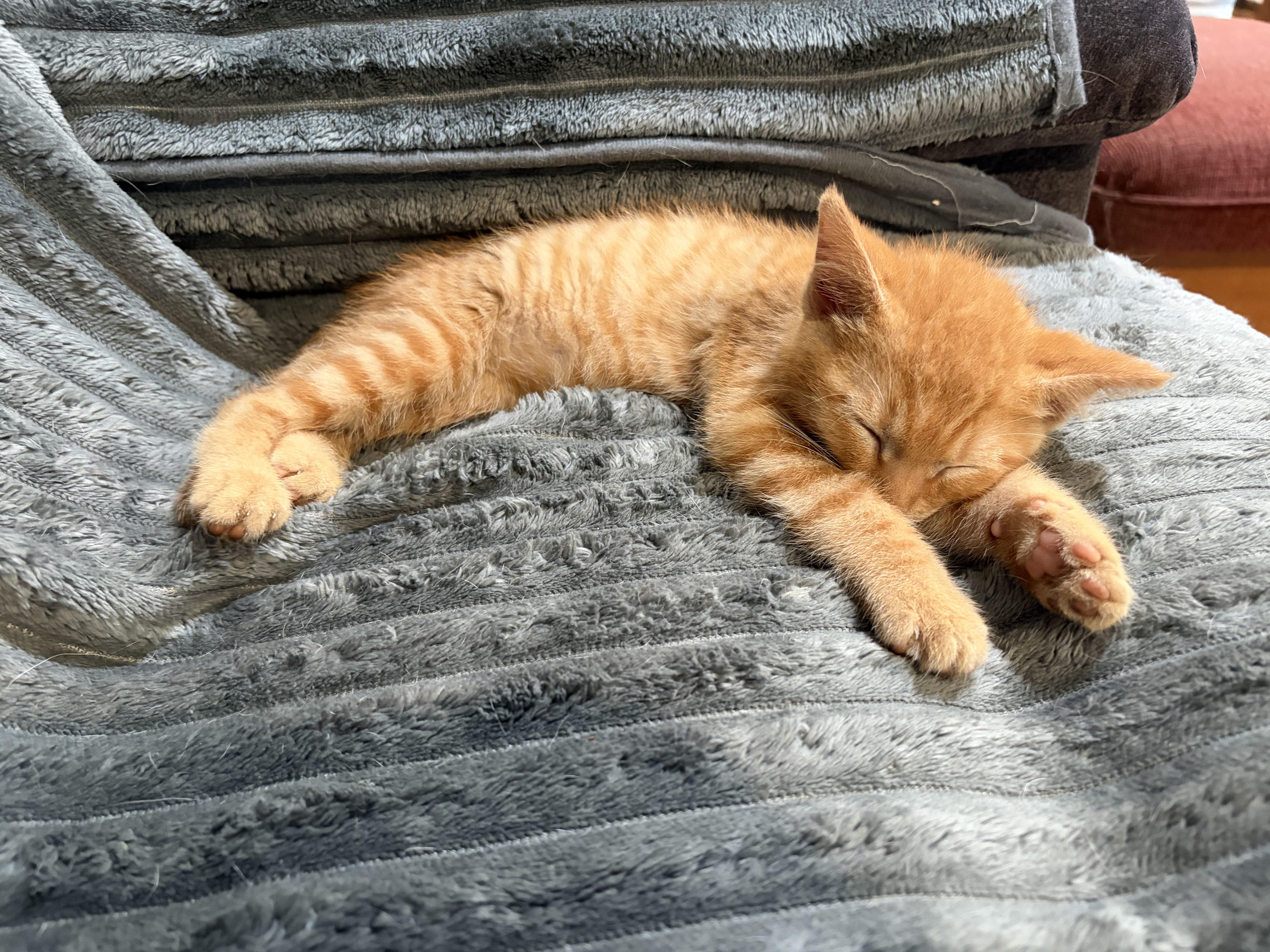 Enlarge Fordney, an adopted Domestic Short Hair in brant, MI image 5/5