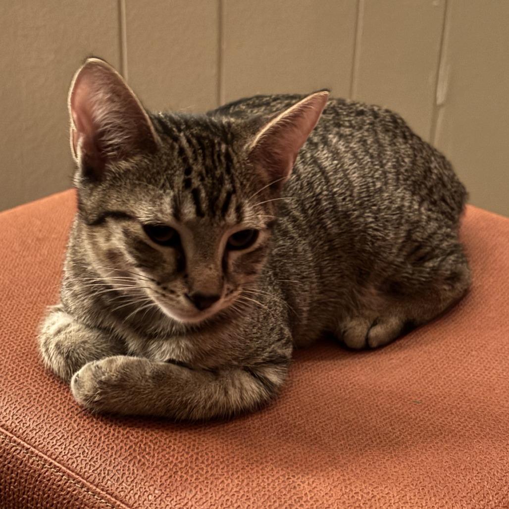 BellaDonna, Adoptable, Young Female Domestic Short Hair.