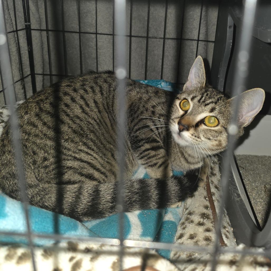 Enlarge BellaDonna, a Adoptable Domestic Short Hair in Natchitoches, LA image 2/3
