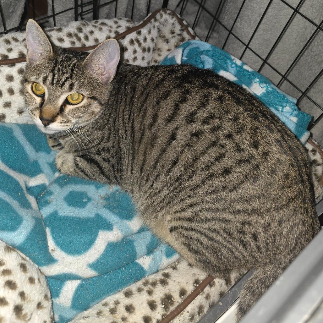 Enlarge BellaDonna, a Adoptable Domestic Short Hair in Natchitoches, LA image 3/3