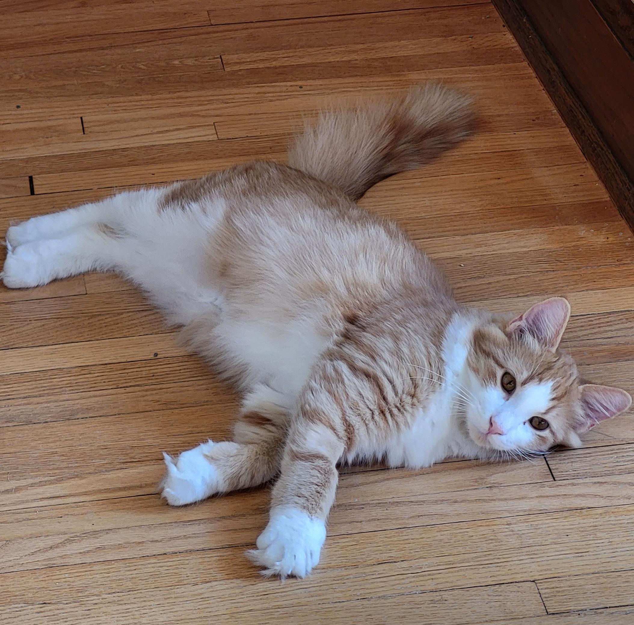 Enlarge Casey, a Adoptable Domestic Medium Hair in Spring Lake Park, MN image 6/6
