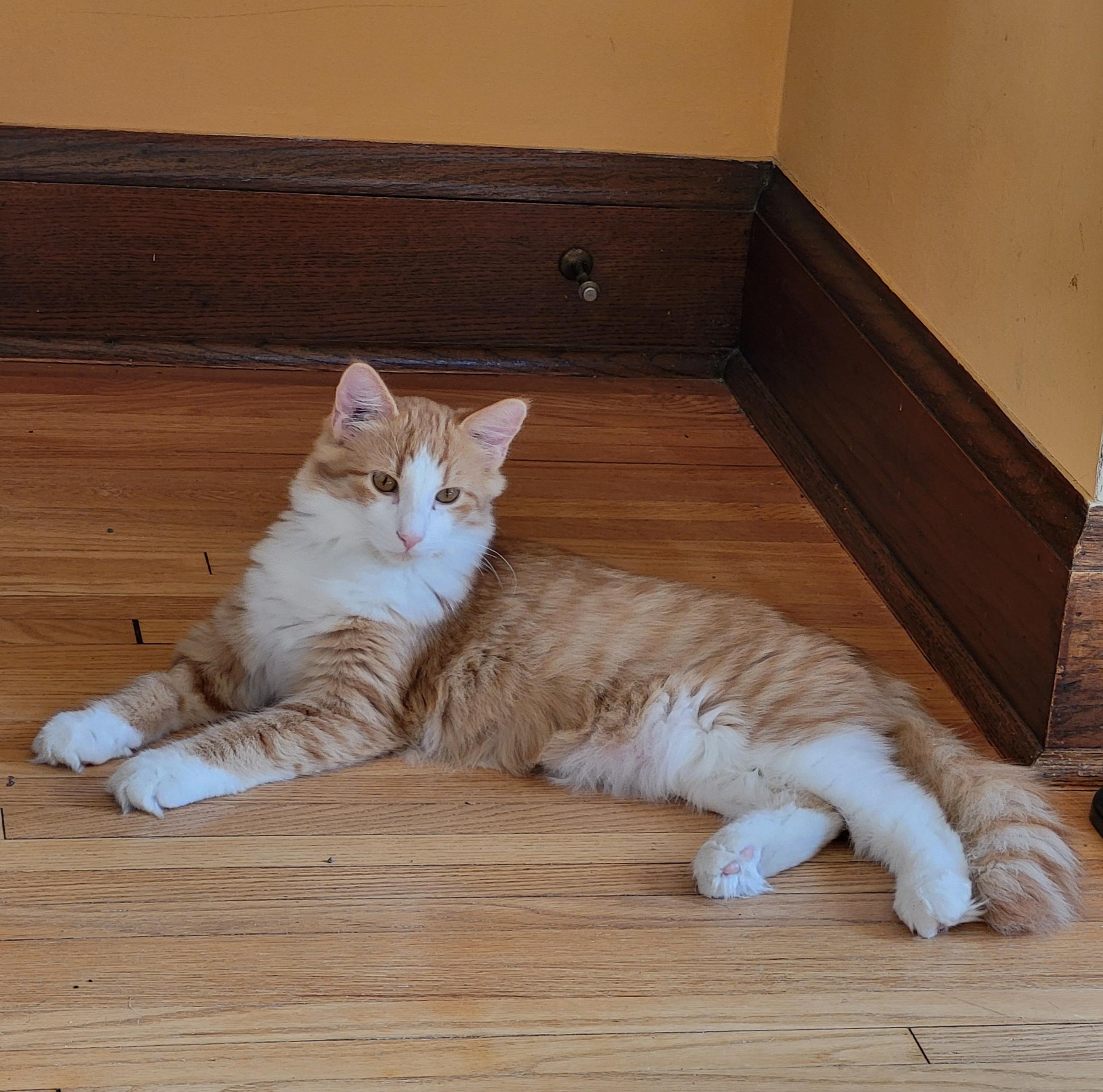 Enlarge Casey, a Adoptable Domestic Medium Hair in Spring Lake Park, MN image 4/6