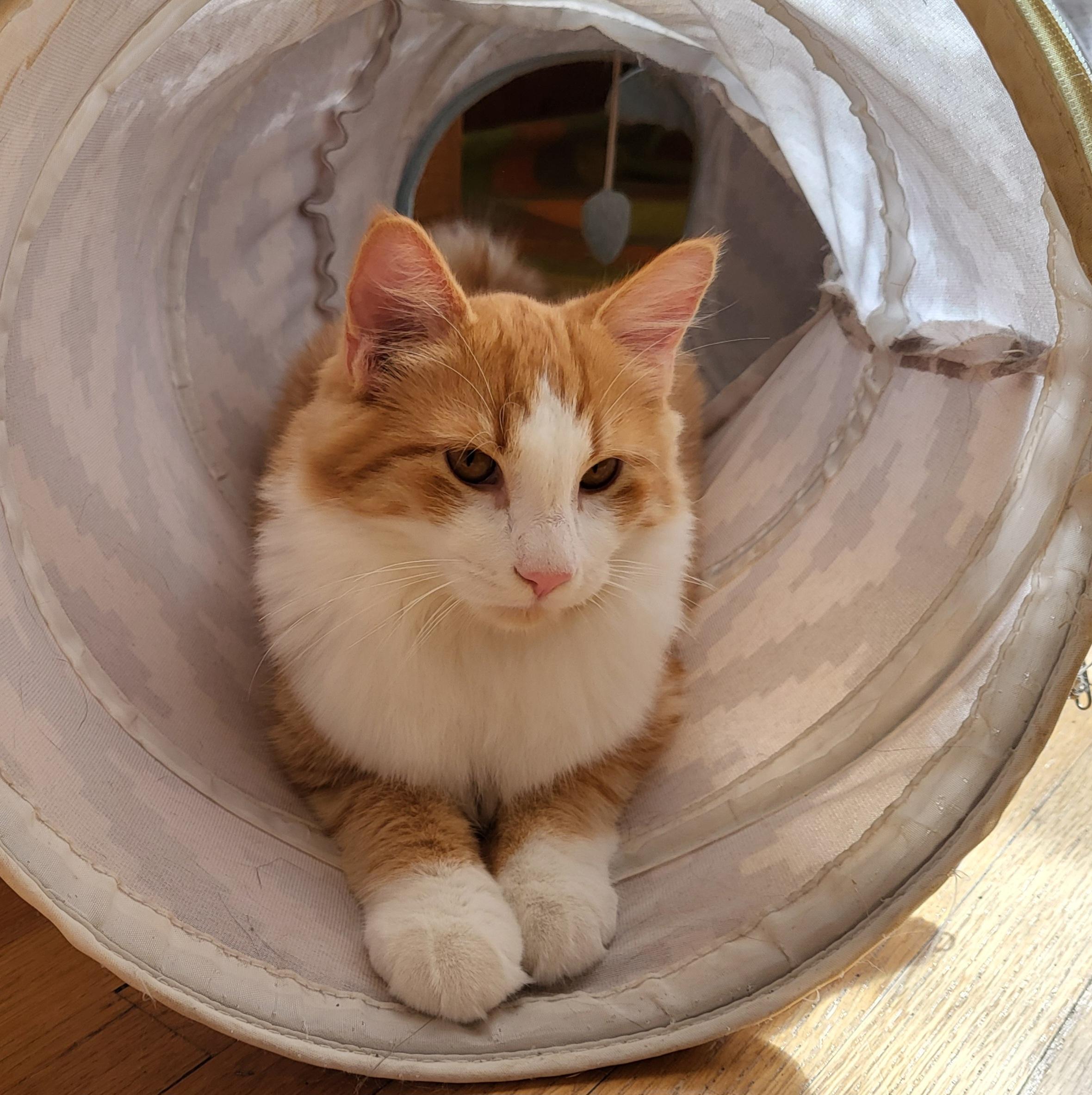 Enlarge Casey, a Adoptable Domestic Medium Hair in Spring Lake Park, MN image 3/6