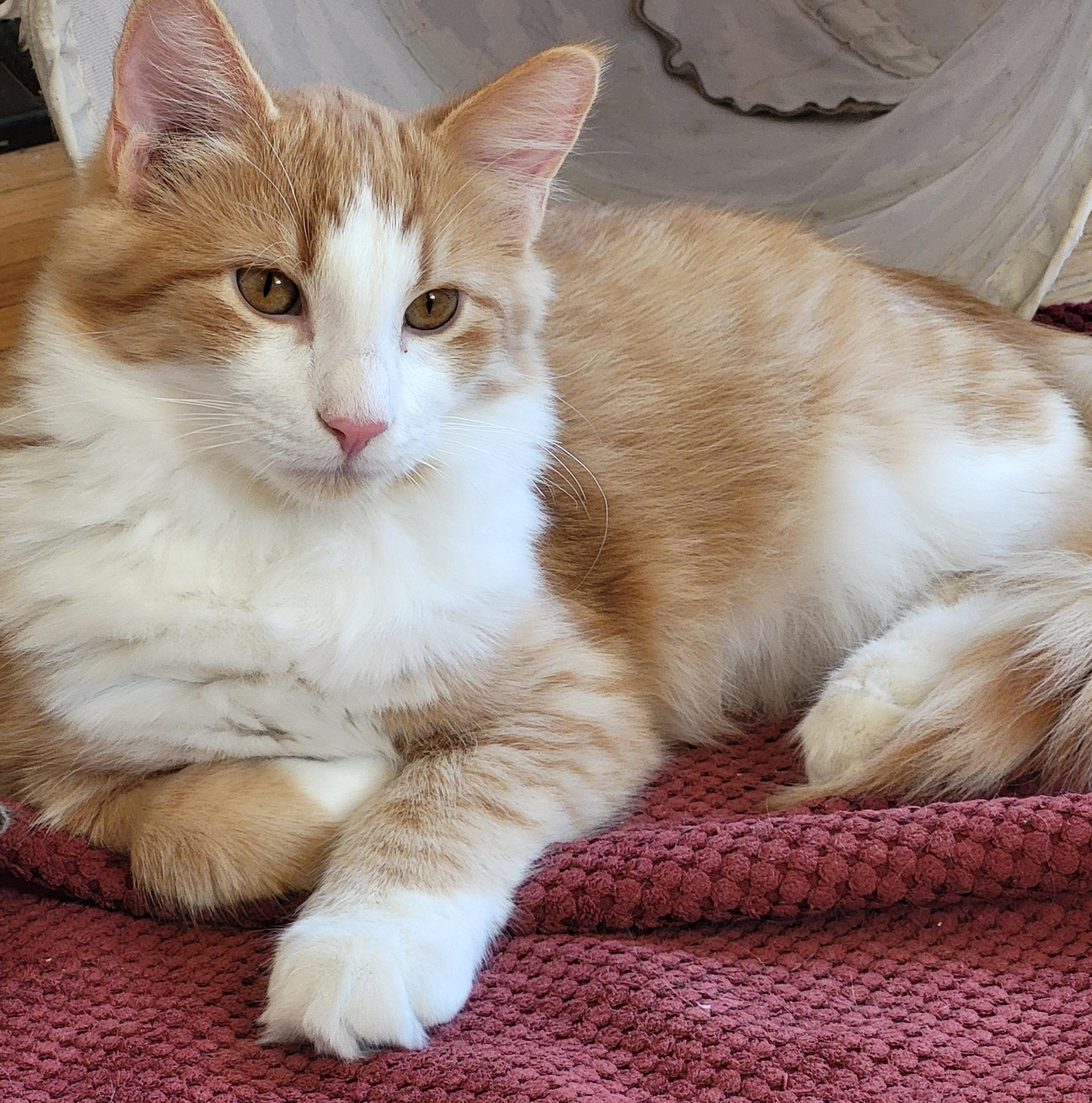 Enlarge Casey, a Adoptable Domestic Medium Hair in Spring Lake Park, MN image 2/6