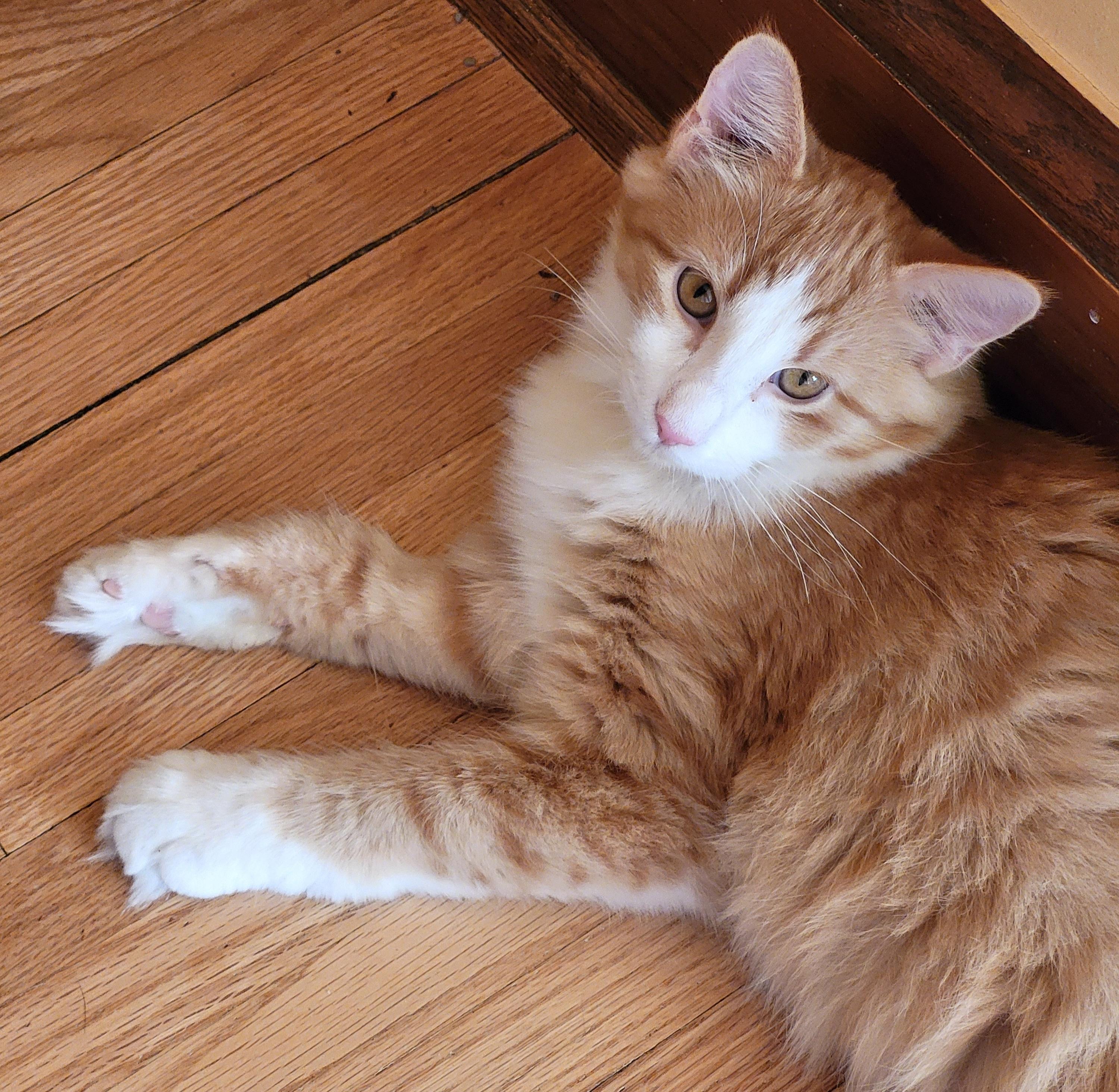 Enlarge Casey, a Adoptable Domestic Medium Hair in Spring Lake Park, MN image 1/6