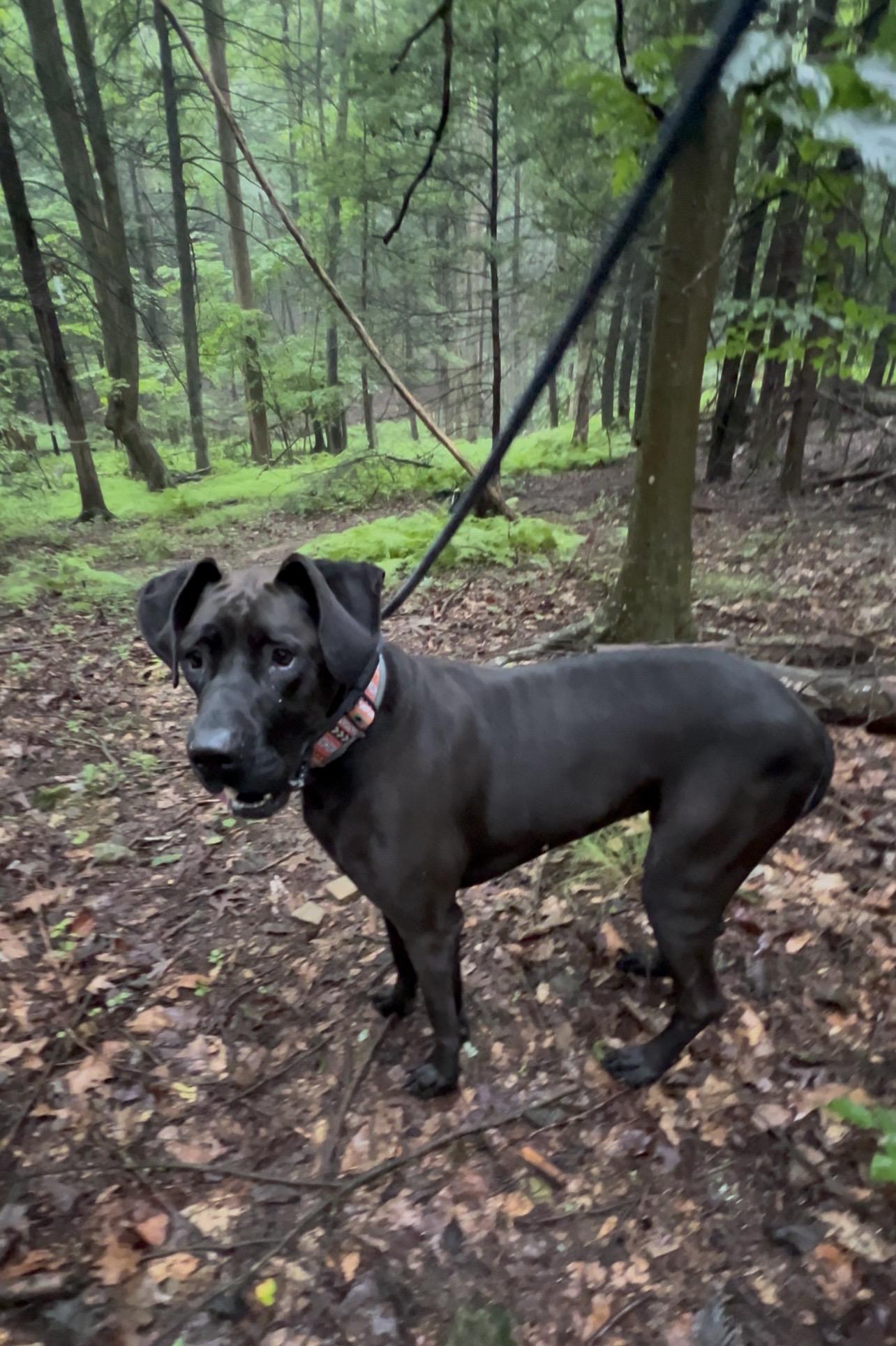 BABY Grand Piano, an adopted Great Dane in Millerstown, PA image 3/5