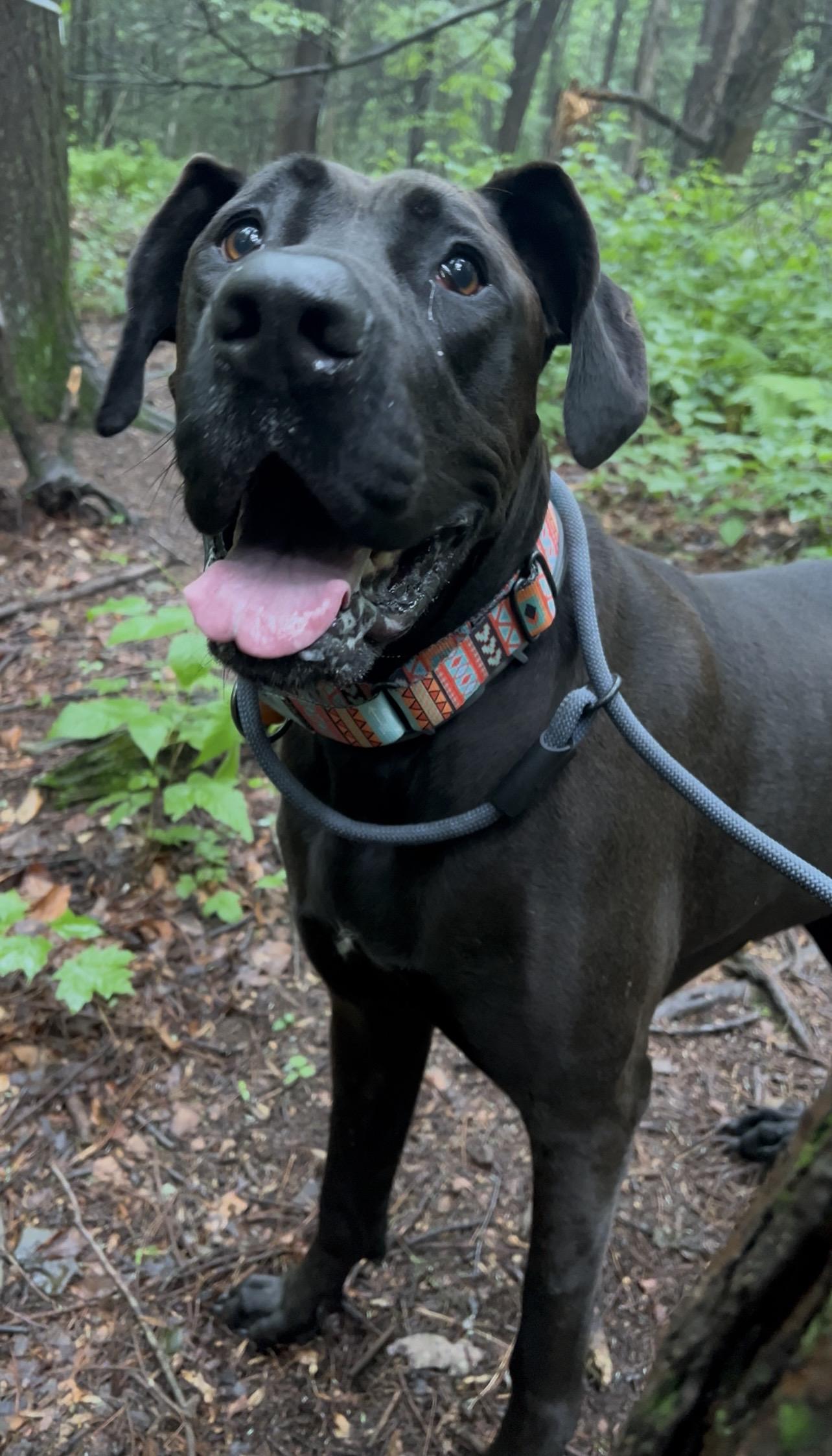 BABY Grand Piano, an adopted Great Dane in Millerstown, PA image 2/5