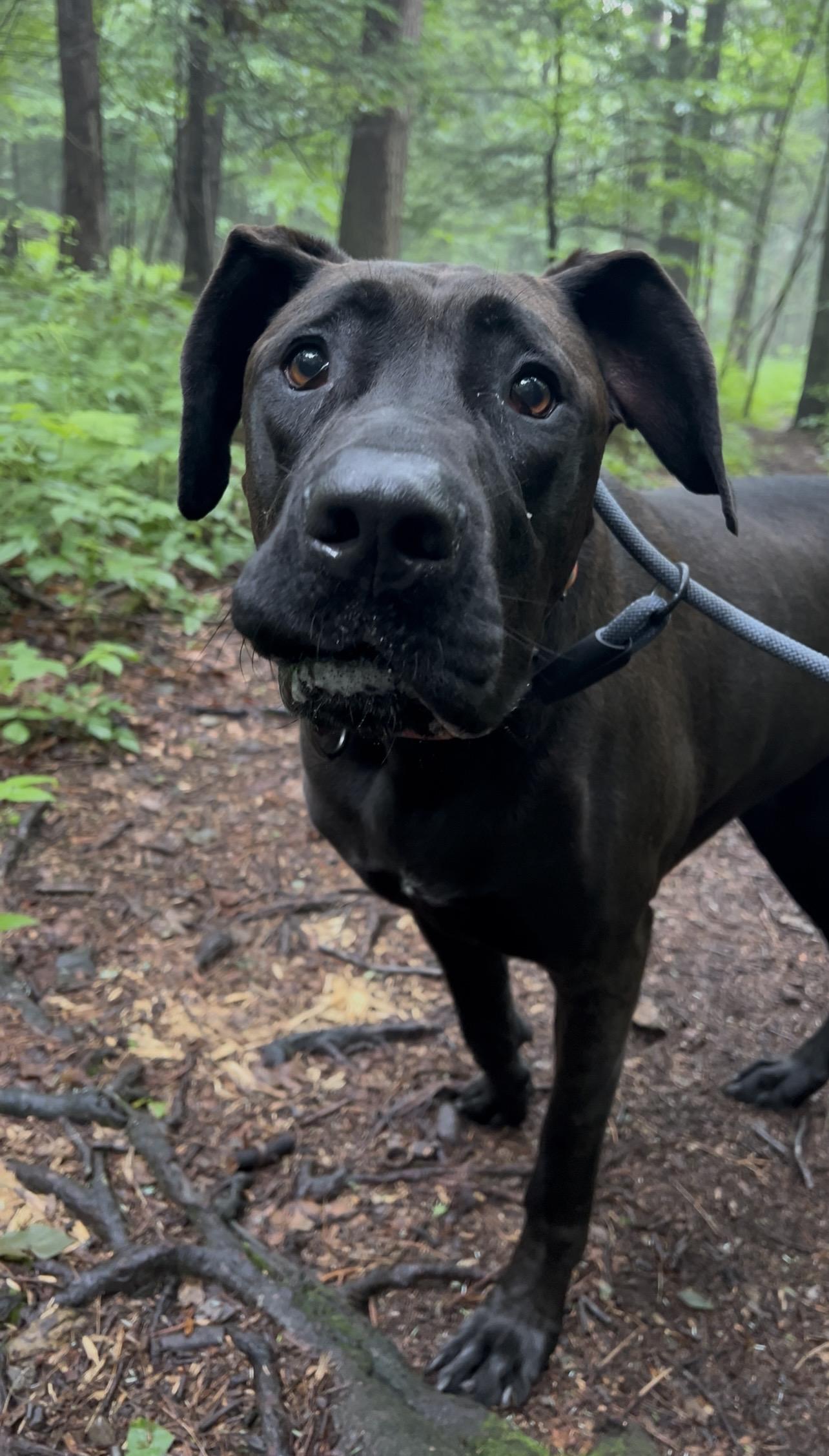 BABY Grand Piano, an adopted Great Dane in Millerstown, PA image 1/5