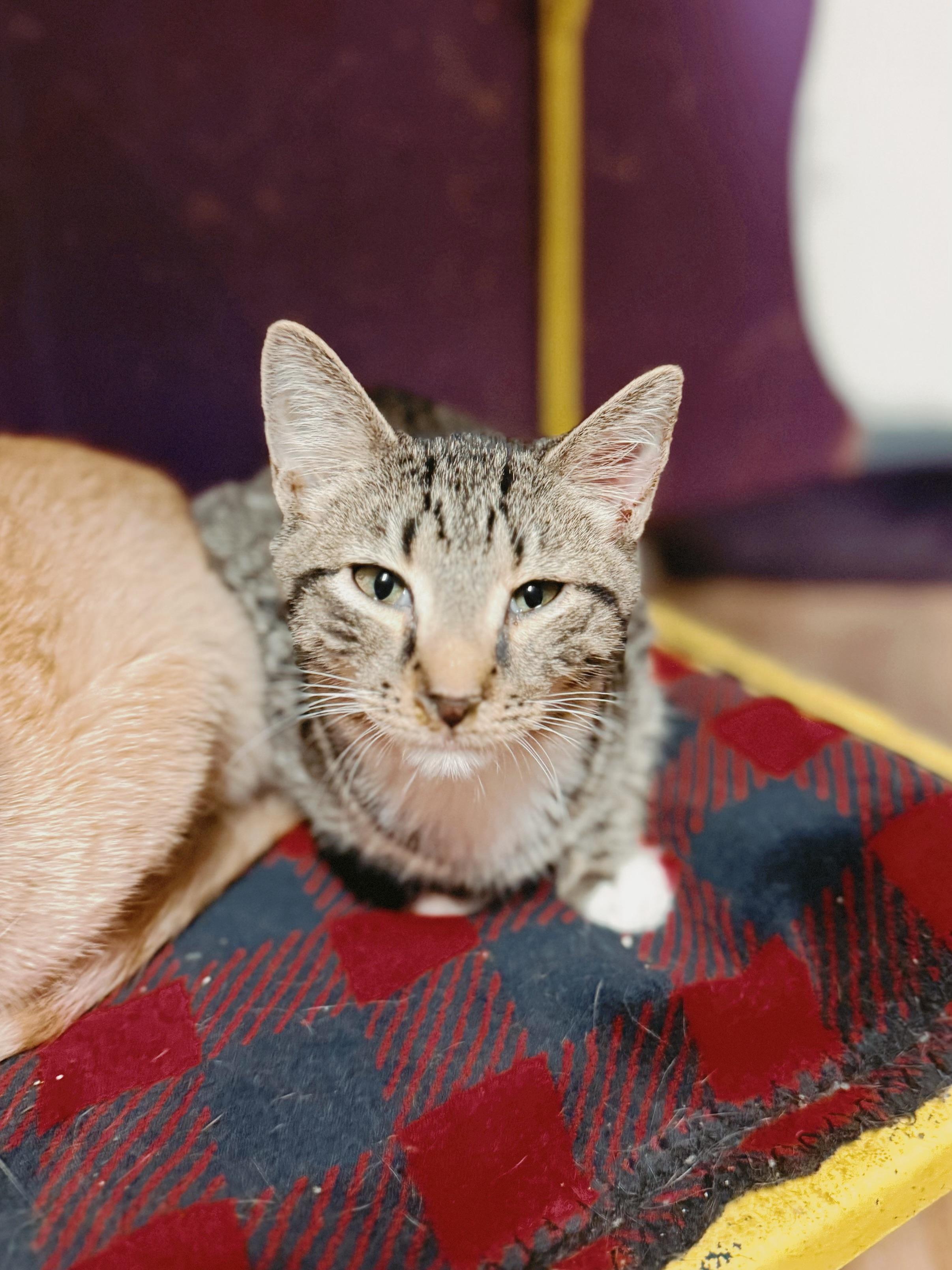 Hydro, Adoptable, Kitten Male Domestic Short Hair.