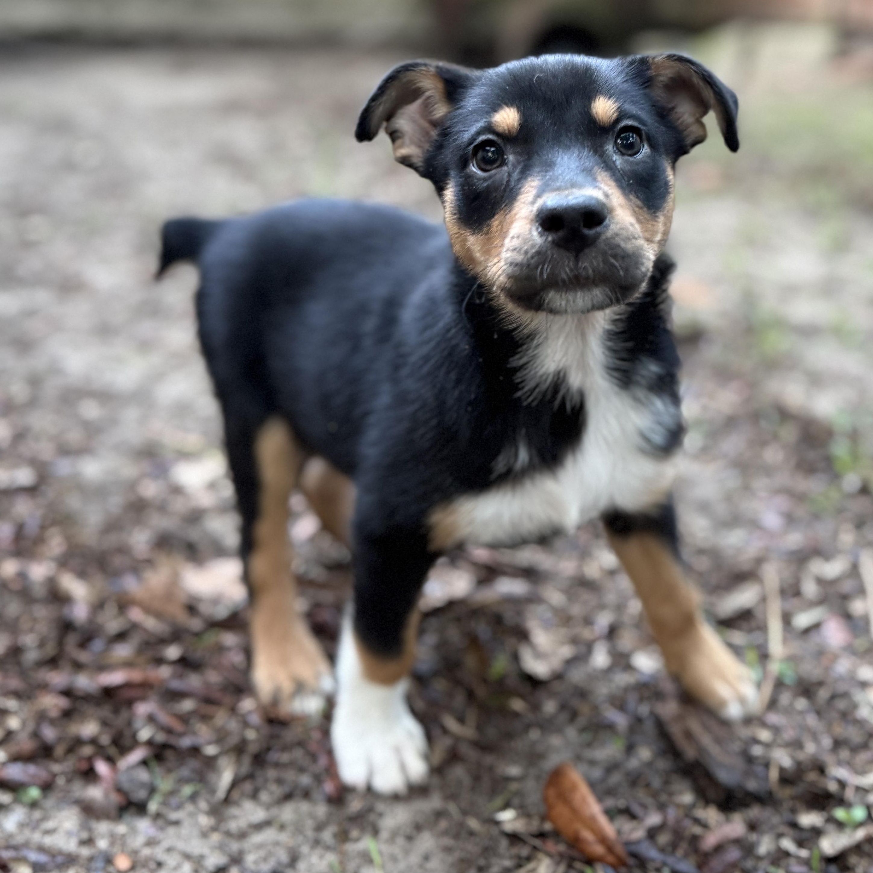 Waffles, an adopted mixed breed in Deltona, FL image 2/4