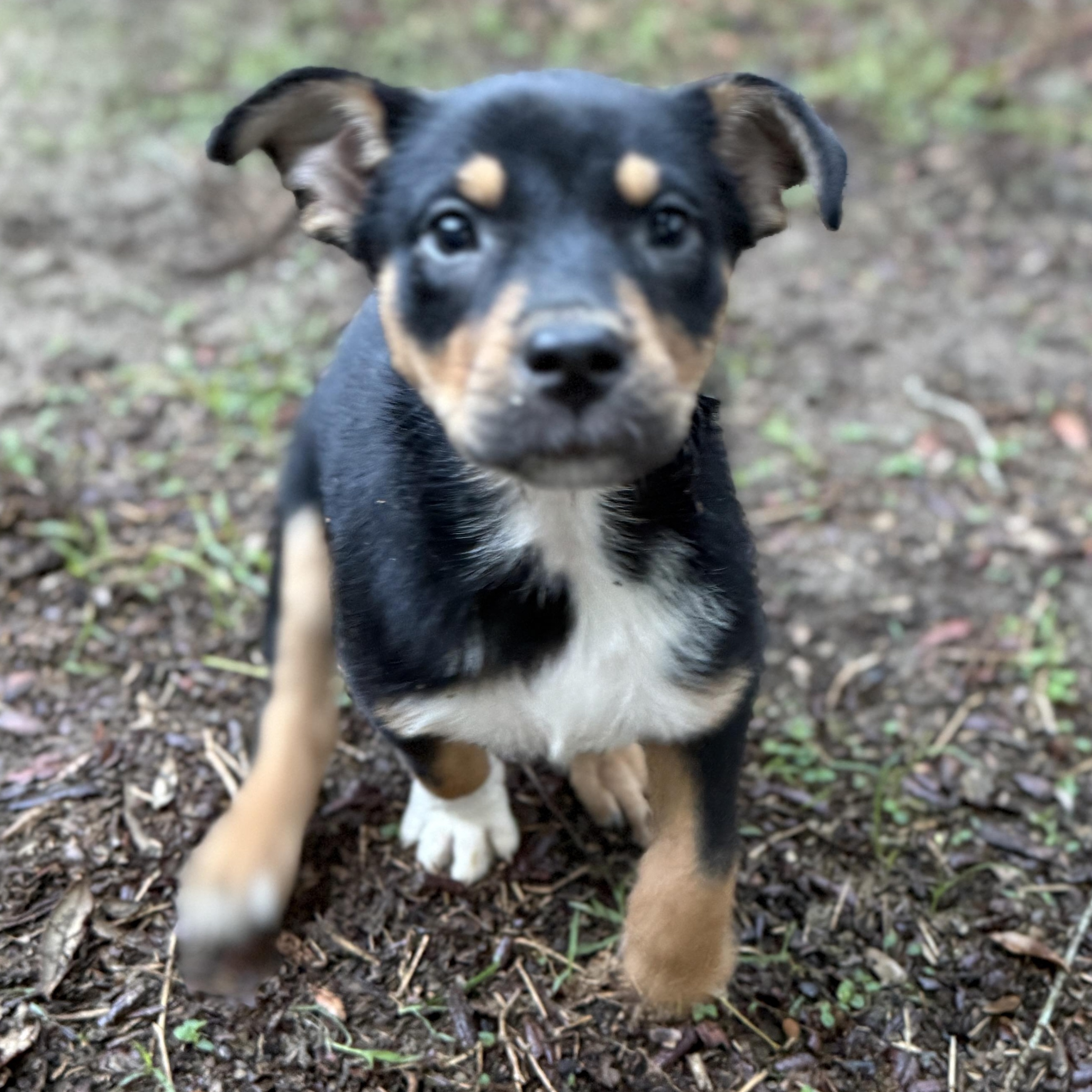 Waffles, an adopted mixed breed in Deltona, FL image 3/4