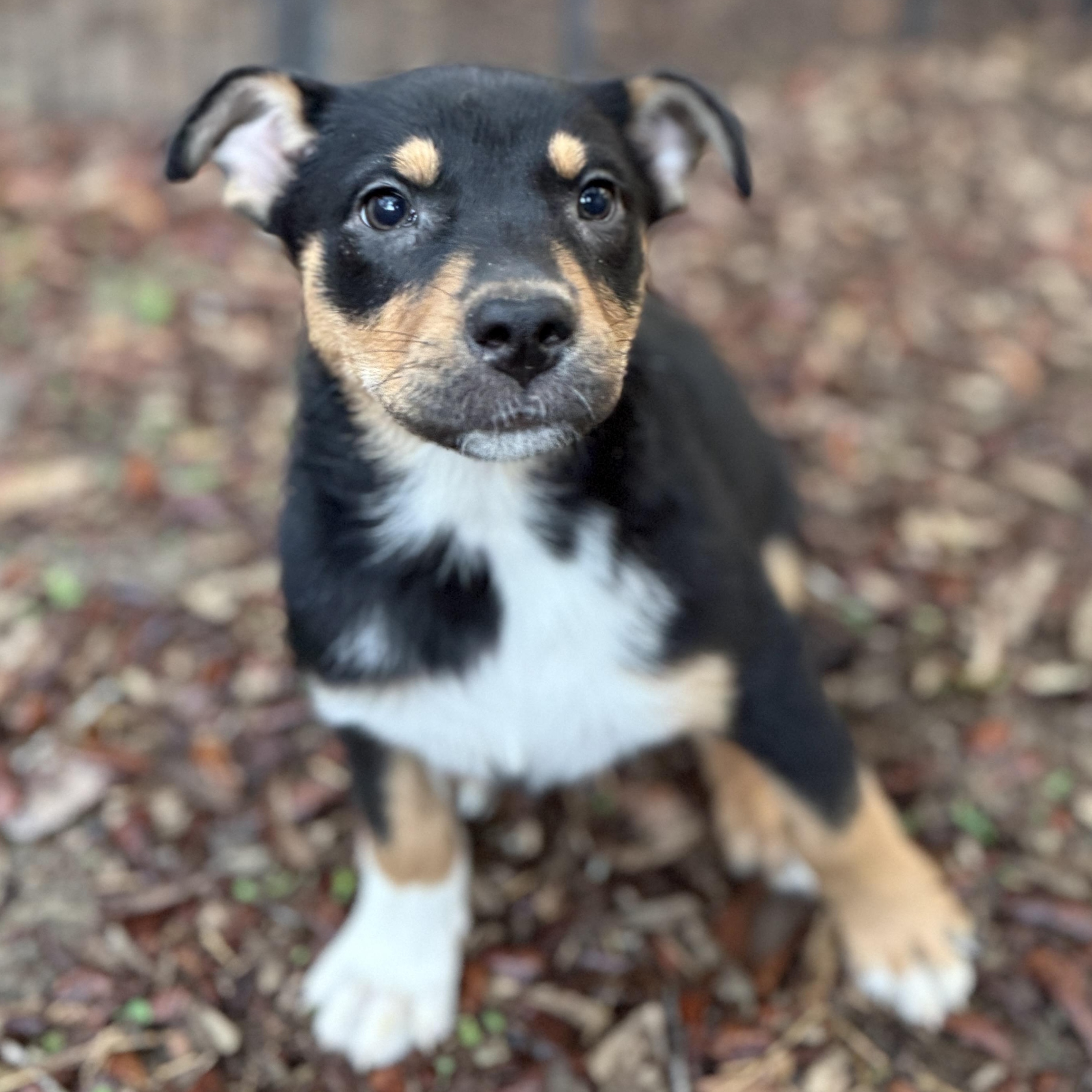 Waffles, an adopted mixed breed in Deltona, FL image 4/4