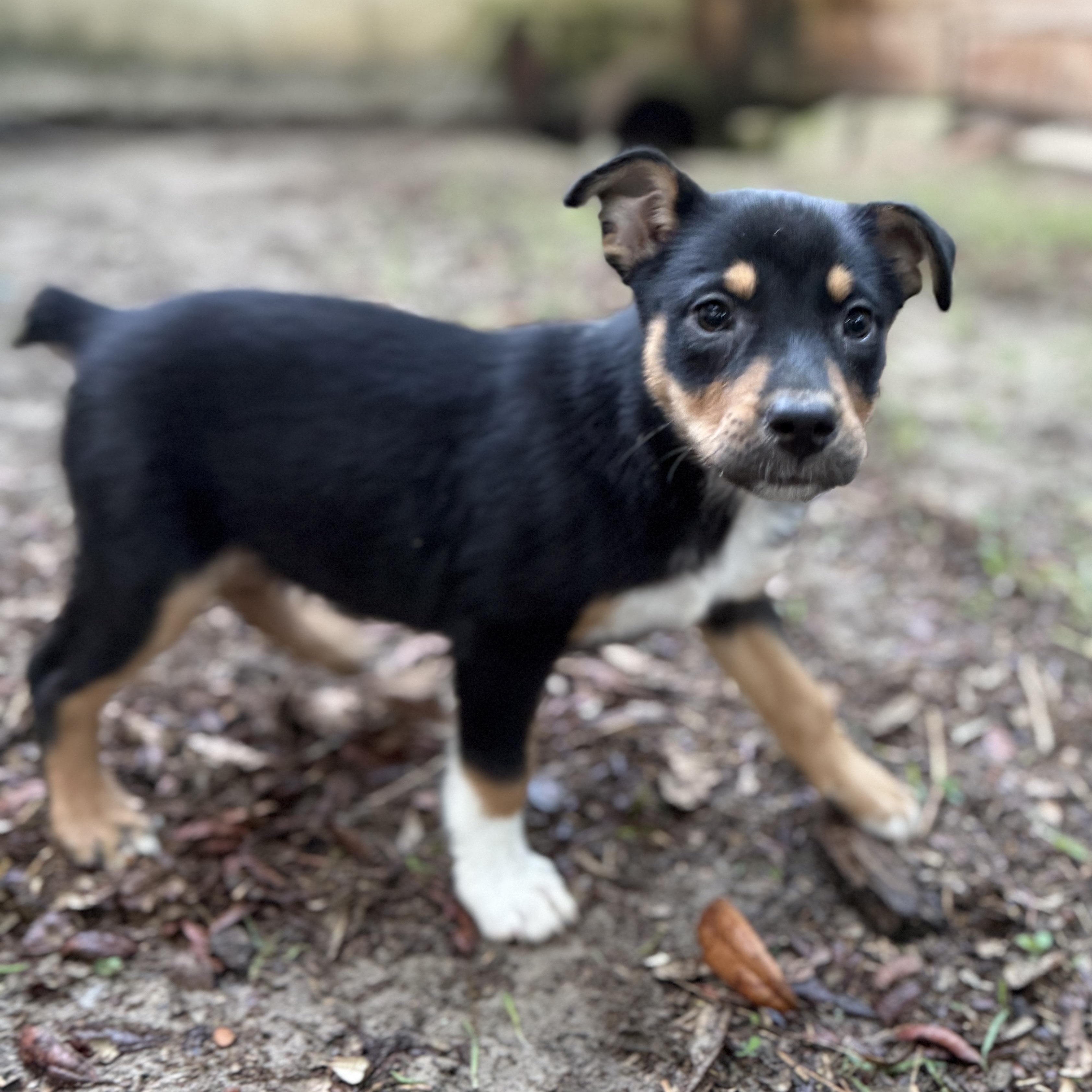 Waffles, adopted, Puppy Female Australian Shepherd.