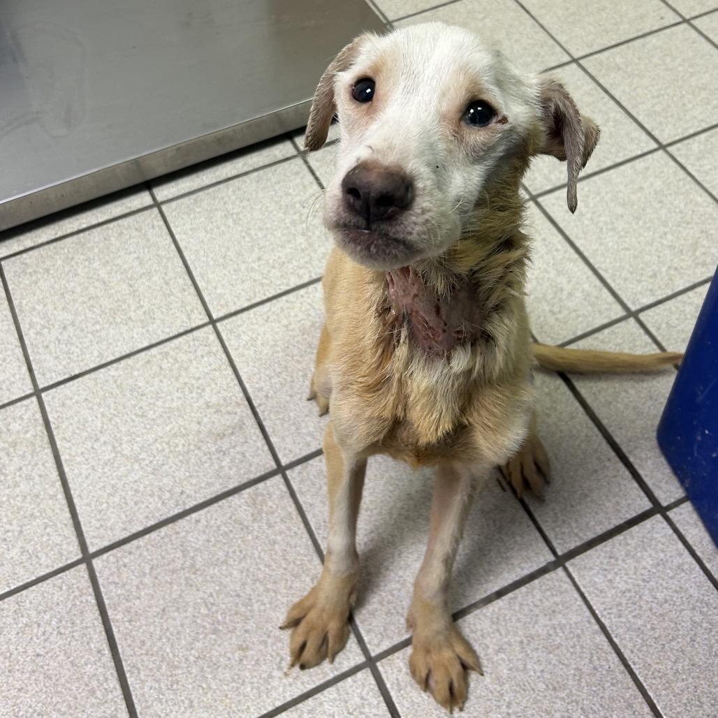 Enlarge Willy Worm, a Adoptable Mixed Breed in Charleston, WV image 1/5