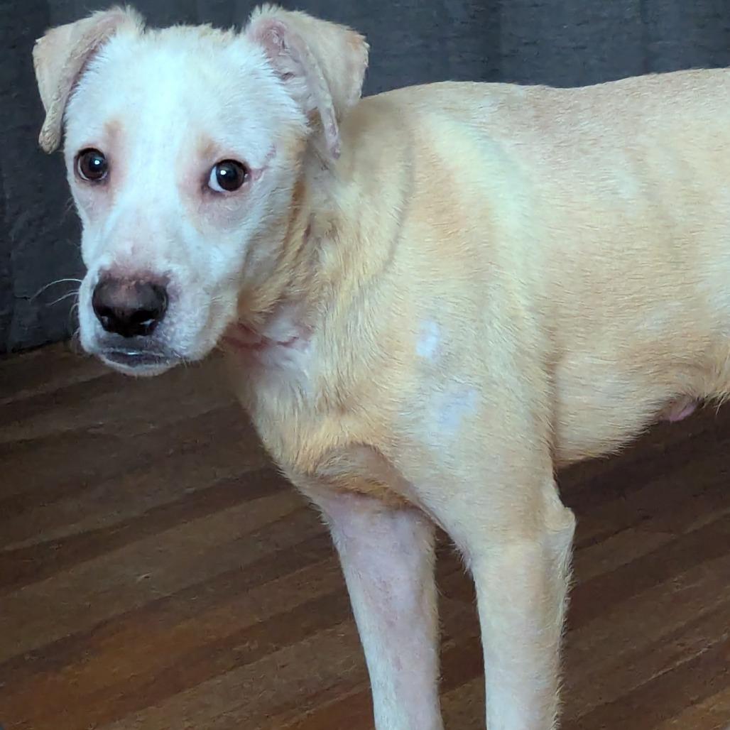 Enlarge Willy Worm, a Adoptable Mixed Breed in Charleston, WV image 2/5