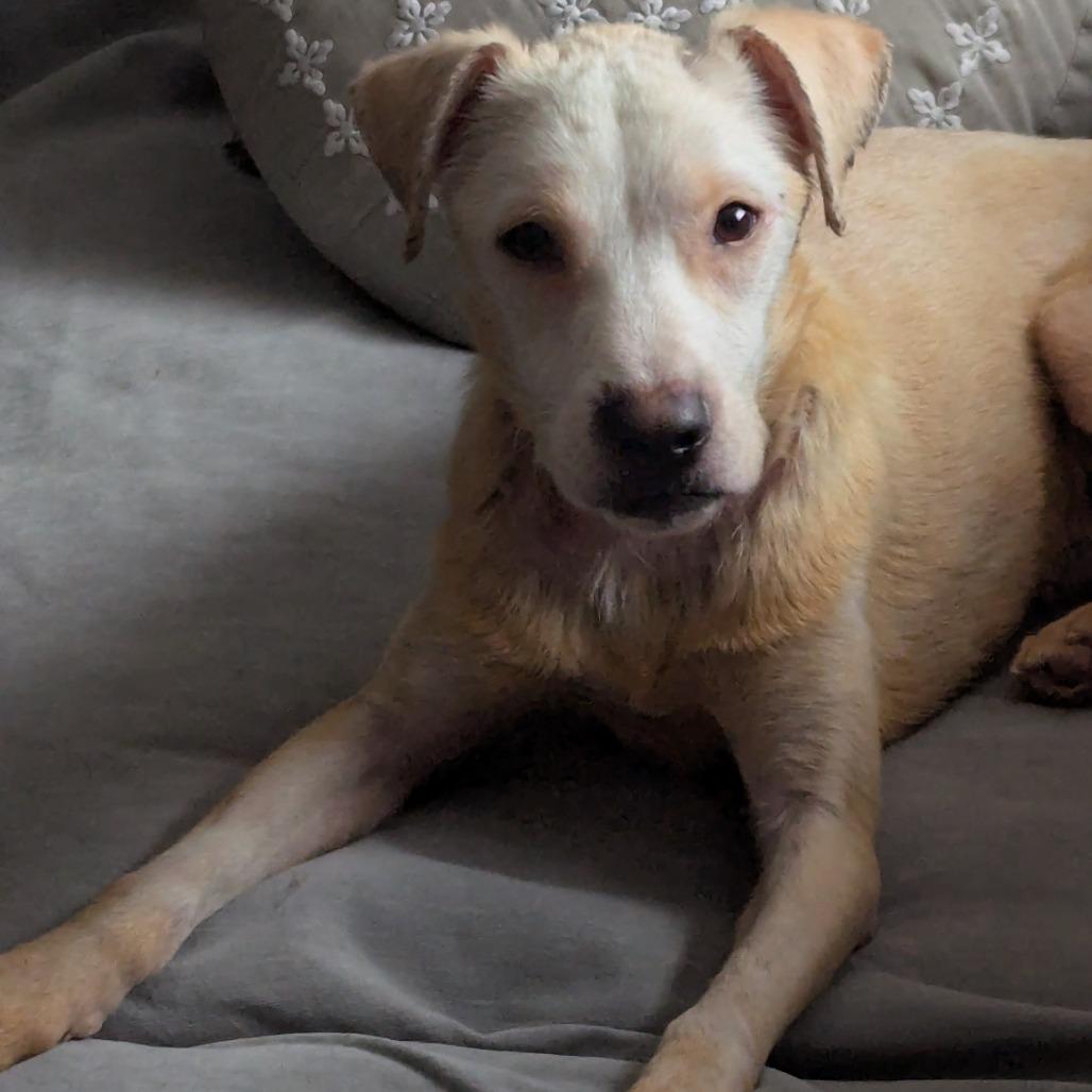 Enlarge Willy Worm, a Adoptable Mixed Breed in Charleston, WV image 3/5