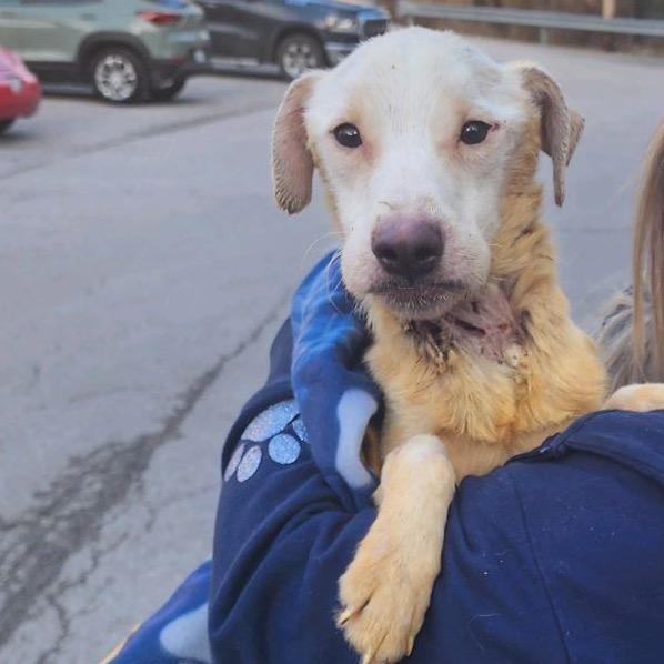 Enlarge Willy Worm, a Adoptable Mixed Breed in Charleston, WV image 4/5