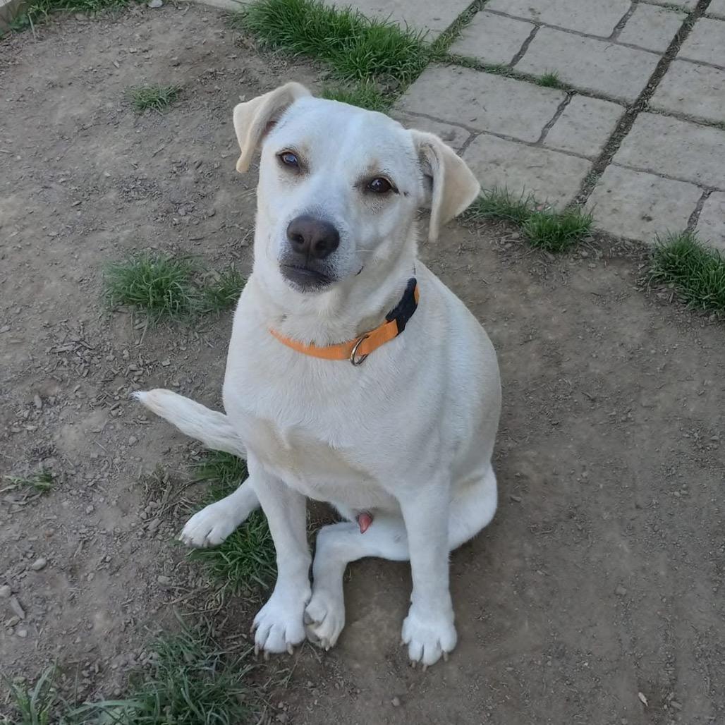 Enlarge Willy Worm, a Adoptable Mixed Breed in Charleston, WV image 5/6