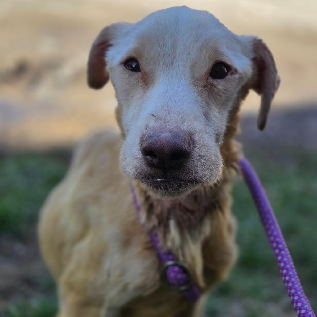 Enlarge Willy Worm, a Adoptable Mixed Breed in Charleston, WV image 5/5