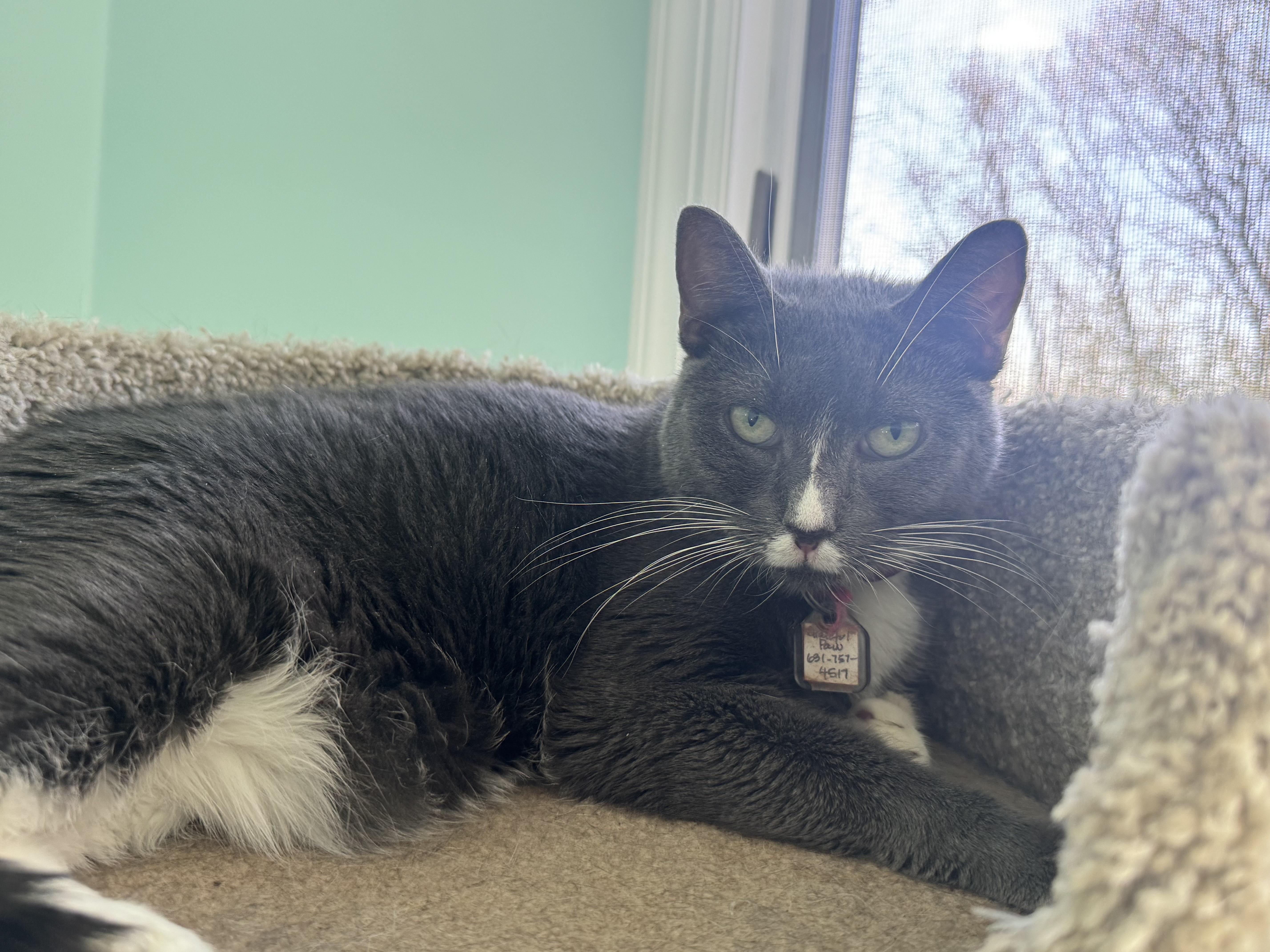 Orbit, a Adoptable Domestic Short Hair in East Northport, NY image 1/2