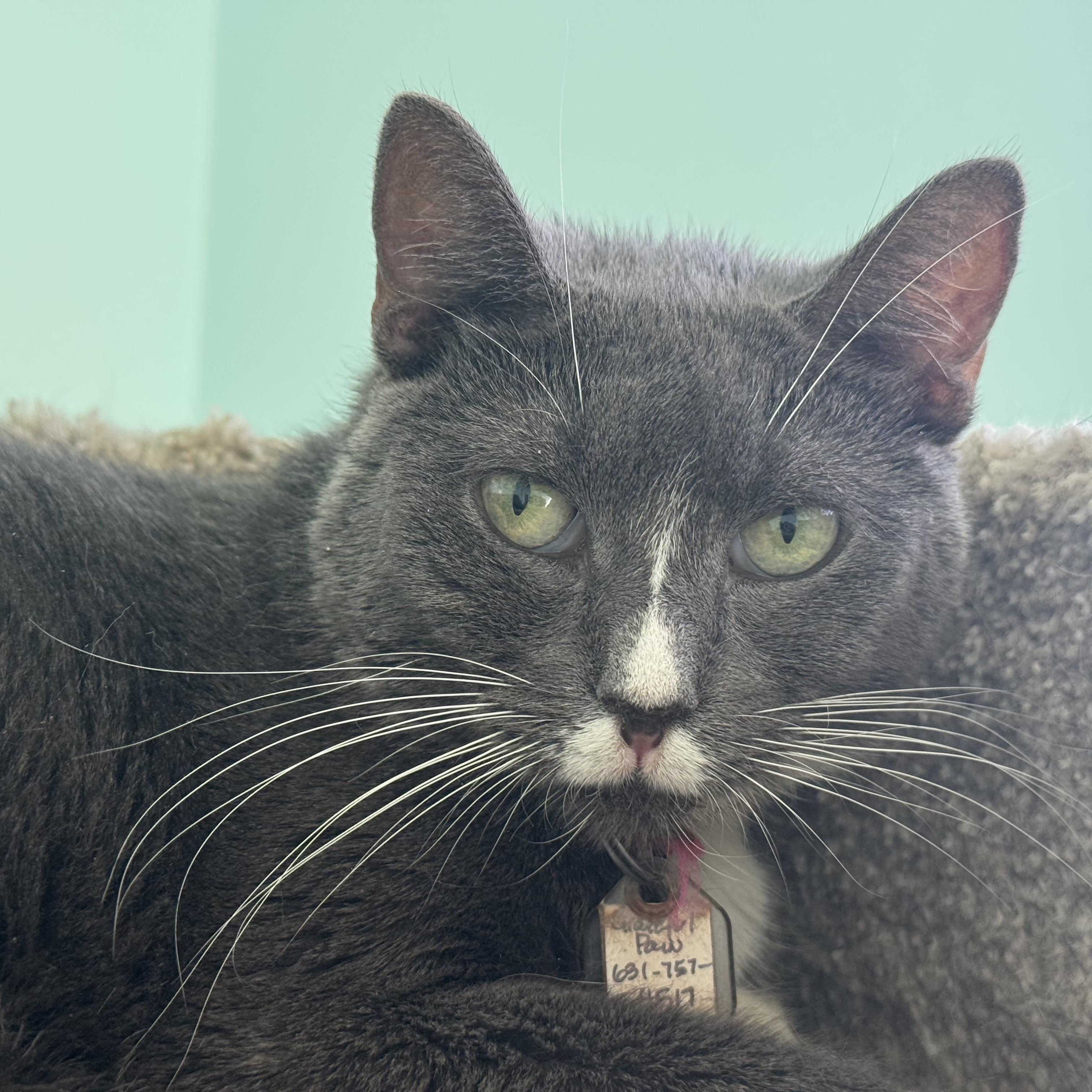 Orbit, a Adoptable Domestic Short Hair in East Northport, NY image 2/2