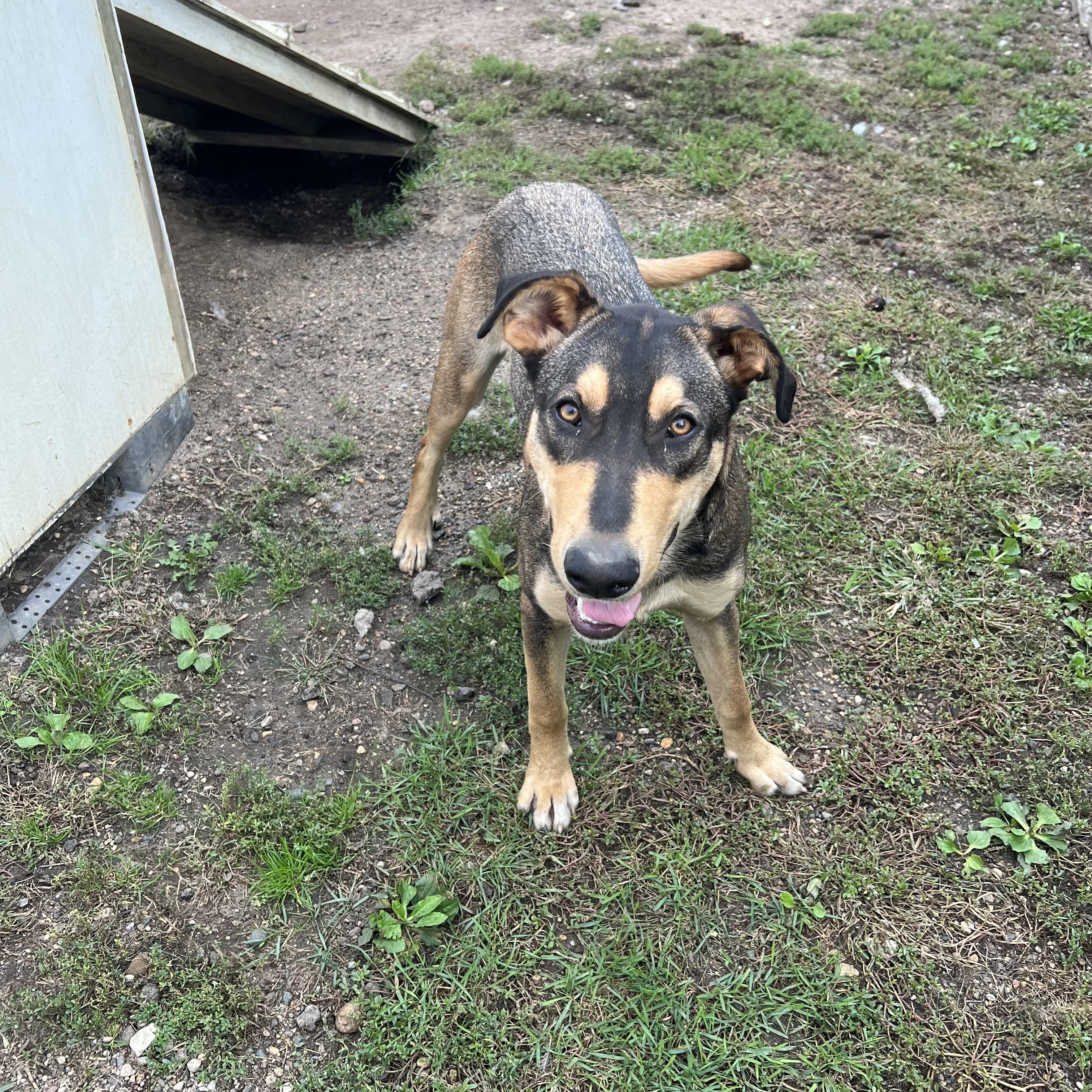 Enlarge Skipper, a Adoptable mixed breed in Fairmont, MN image 5/6