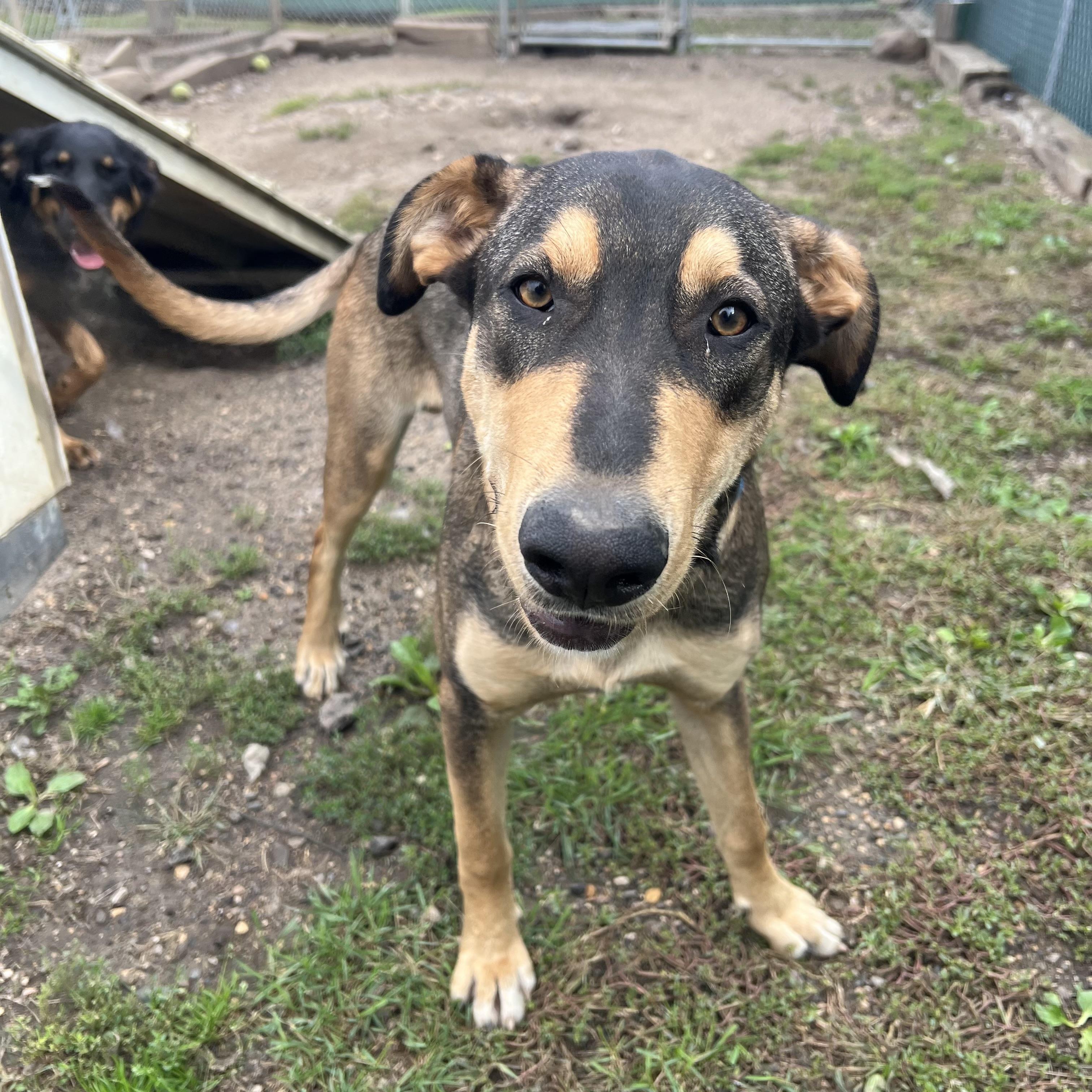 Enlarge Skipper, a Adoptable mixed breed in Fairmont, MN image 3/6