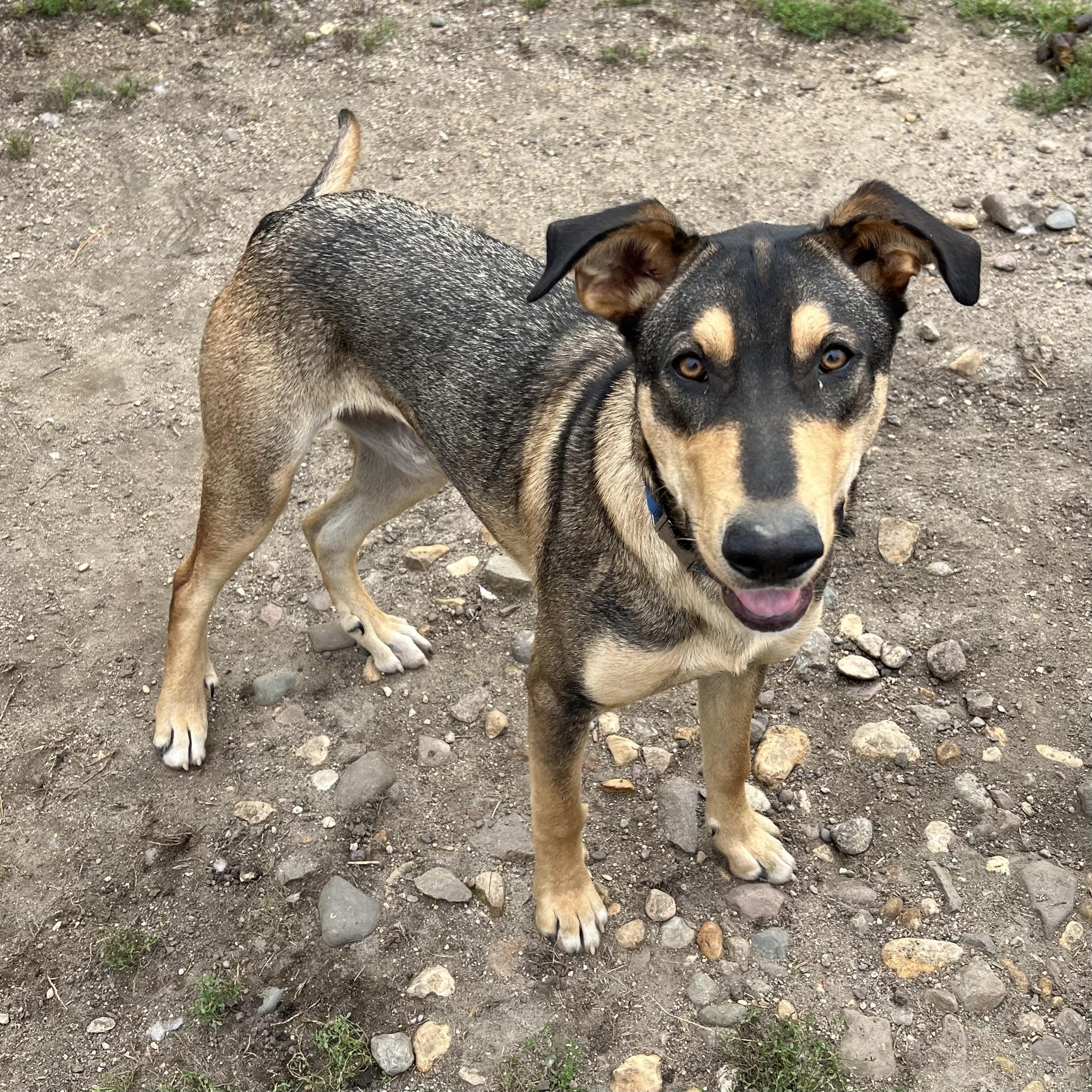 Skipper, Adoptable, Young Male Shepherd & Coonhound.