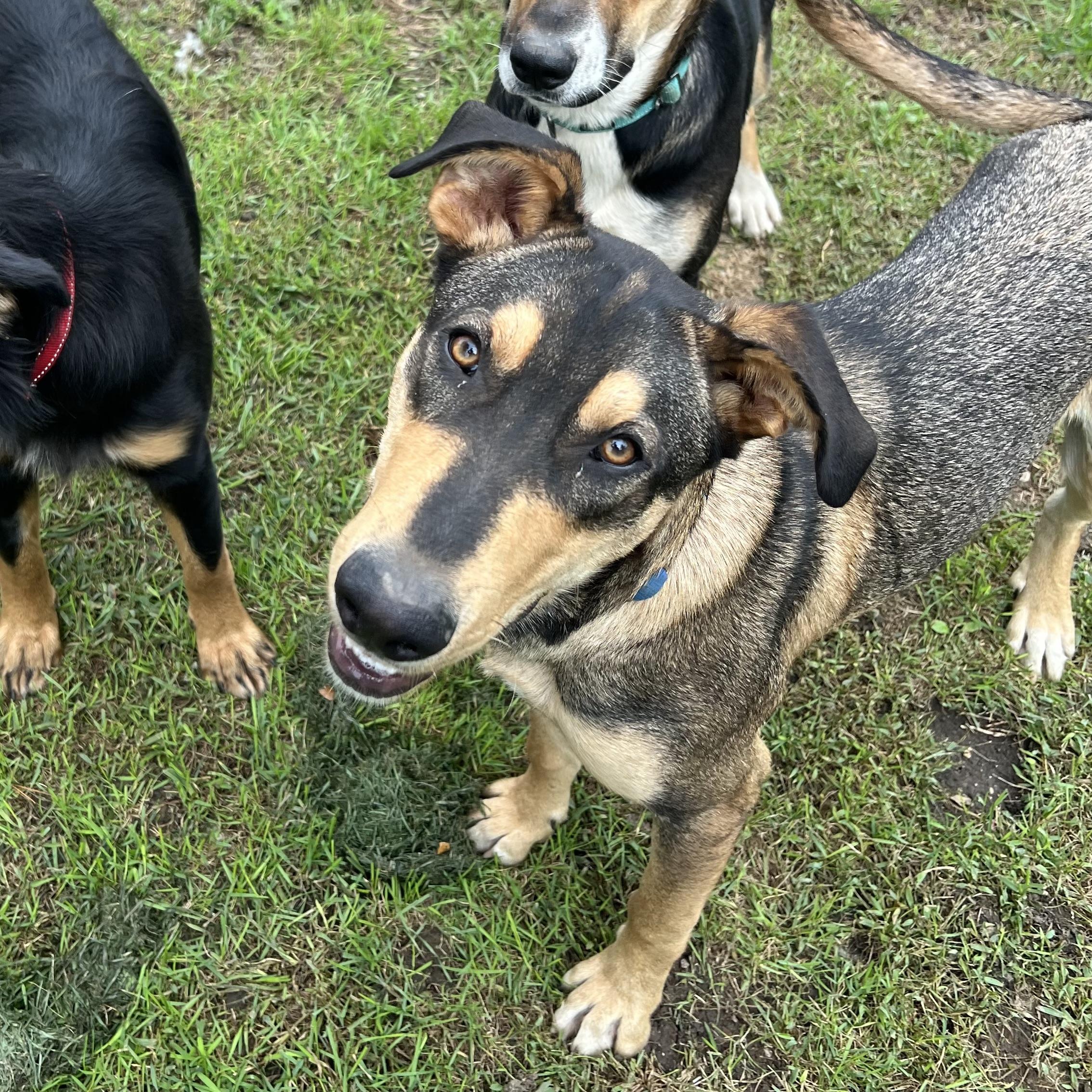 Enlarge Skipper, a Adoptable mixed breed in Fairmont, MN image 2/6