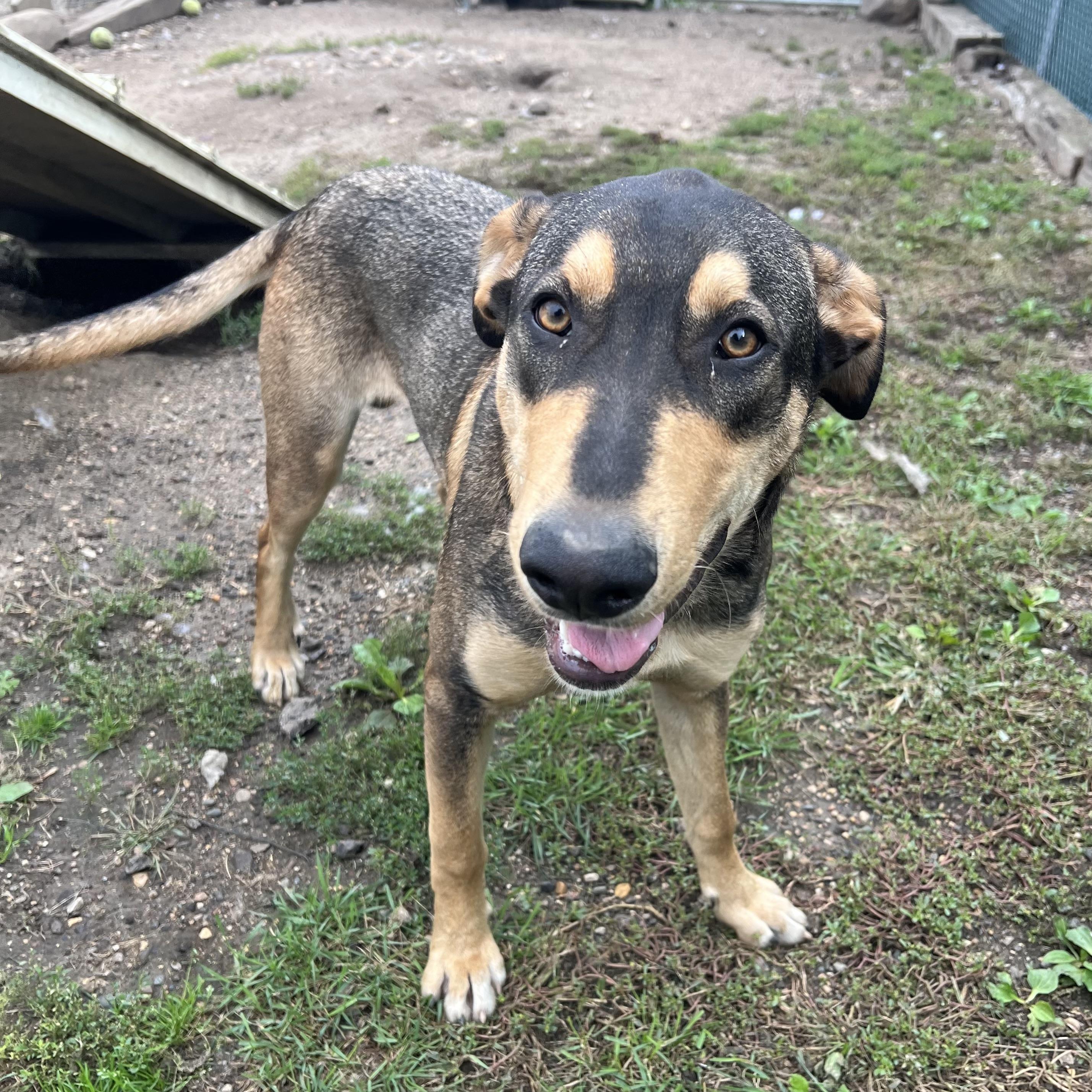 Enlarge Skipper, a Adoptable mixed breed in Fairmont, MN image 6/6