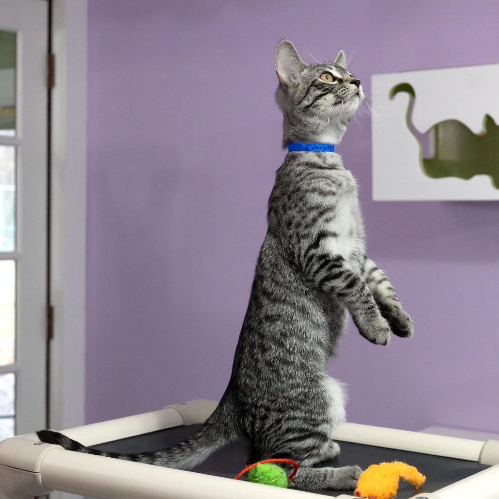 Everett, Adoptable, Kitten Male Domestic Short Hair.