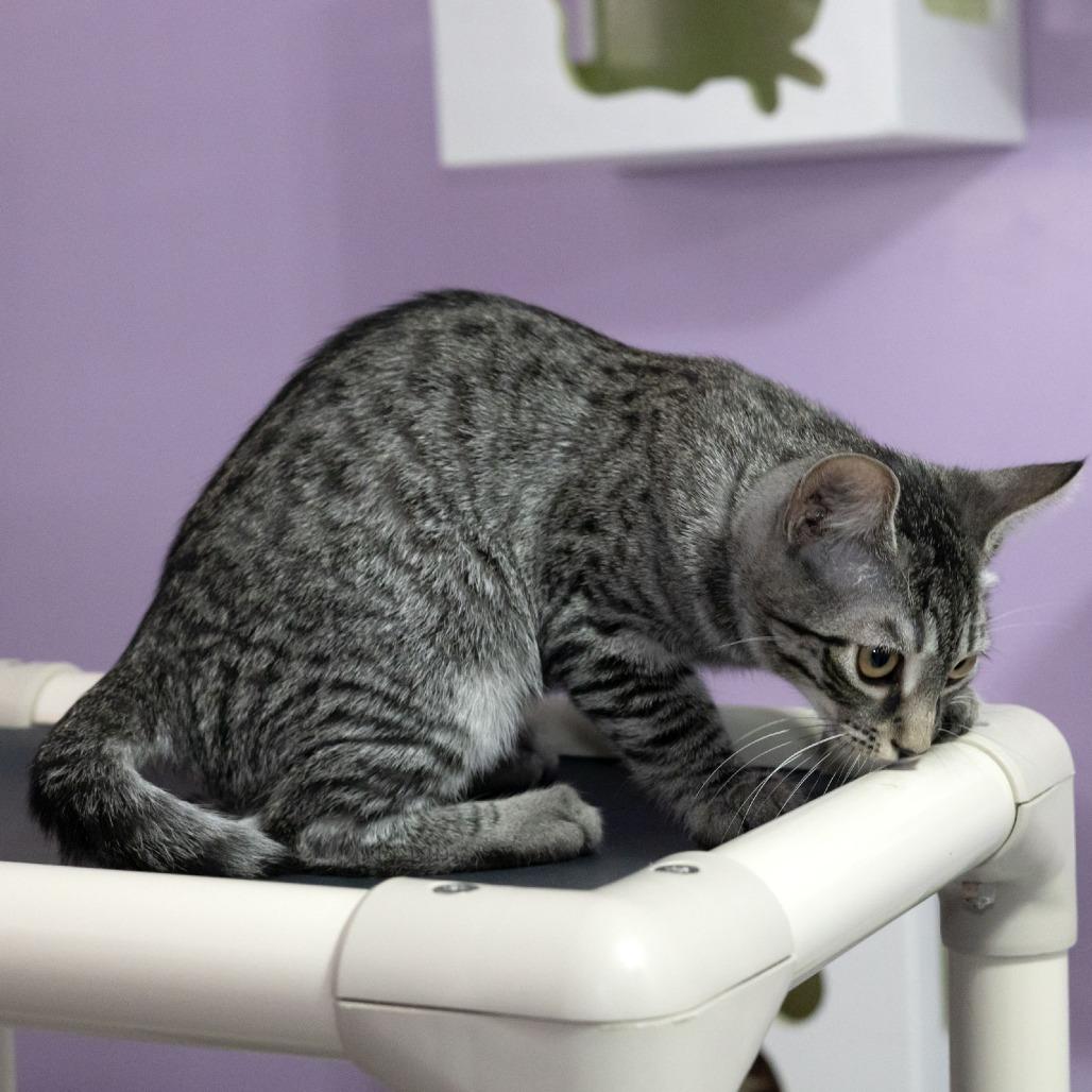 Enlarge Everett, a Adoptable Domestic Short Hair in McKean, PA image 2/6