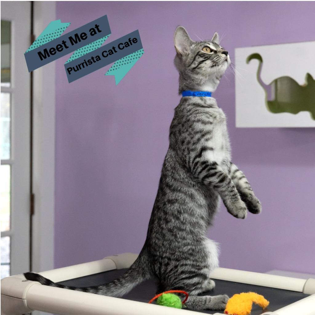 Enlarge Everett, a Adoptable Domestic Short Hair in McKean, PA image 3/6