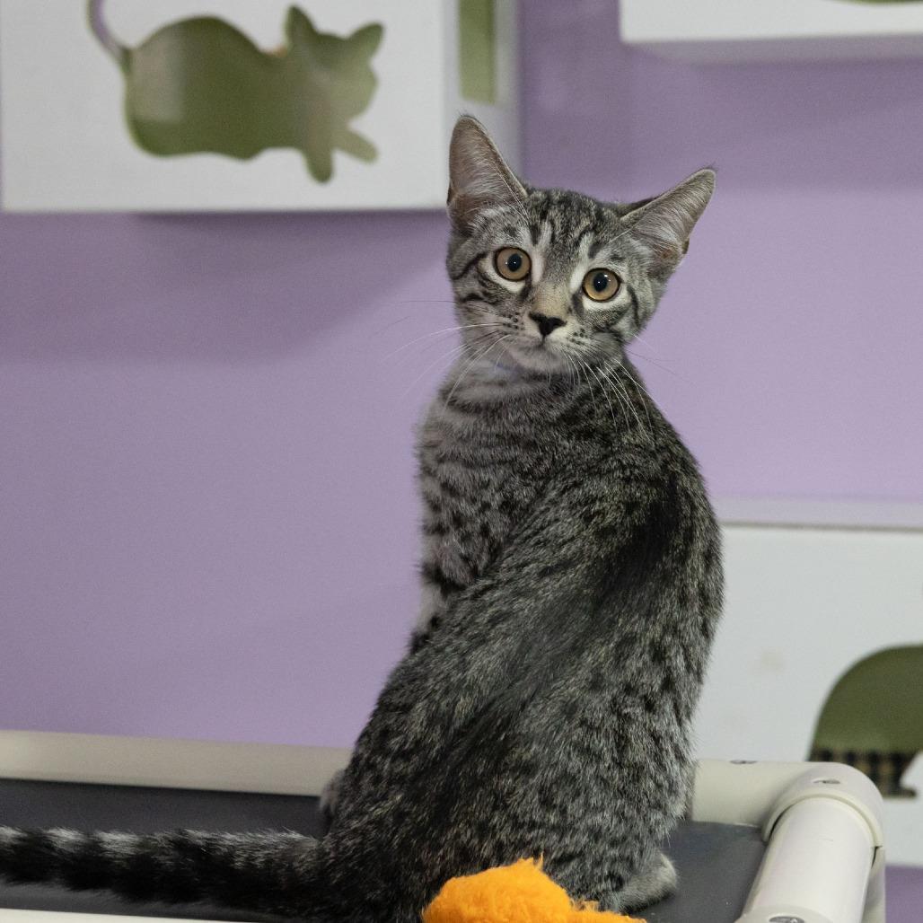Enlarge Everett, a Adoptable Domestic Short Hair in McKean, PA image 4/6