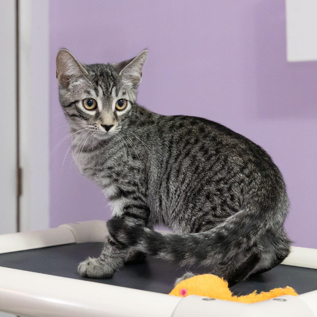 Enlarge Everett, a Adoptable Domestic Short Hair in McKean, PA image 5/6