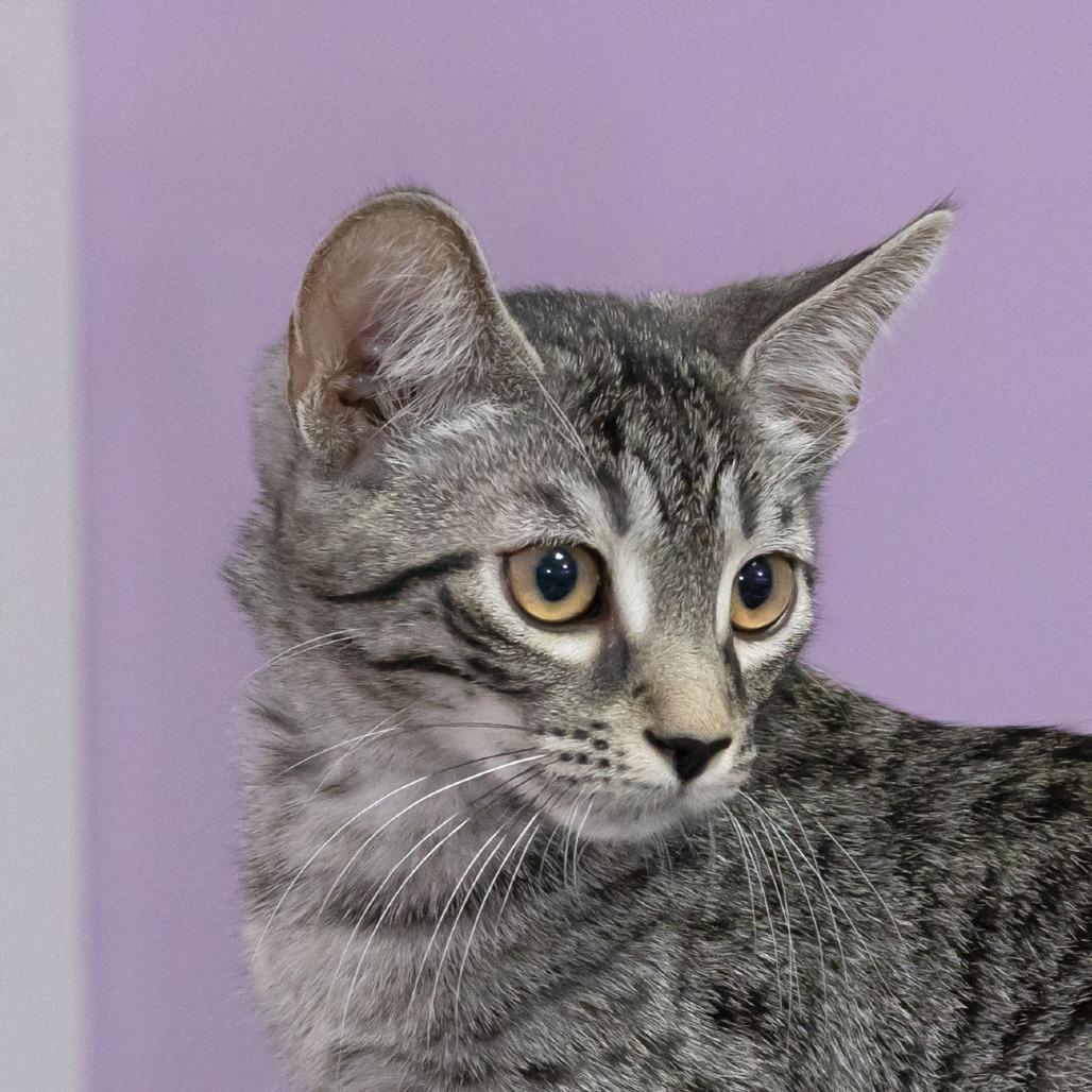 Enlarge Everett, a Adoptable Domestic Short Hair in McKean, PA image 6/6
