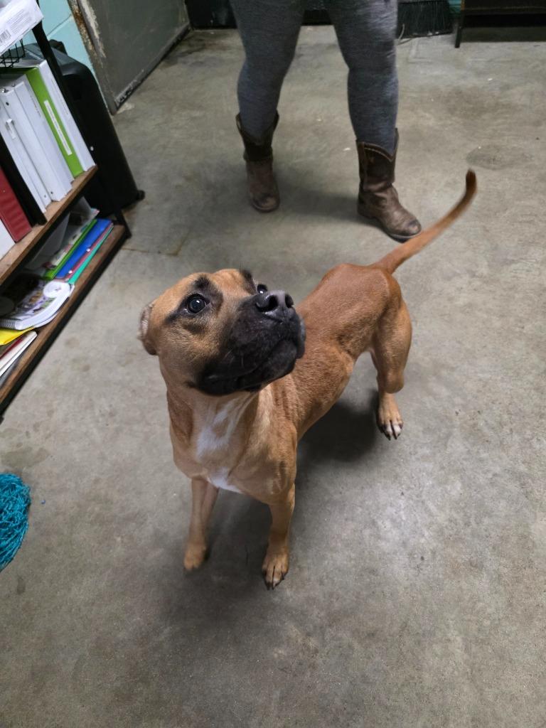 Enlarge Led Zeppelin, a Adoptable mixed breed in Rockport, TX image 1/5