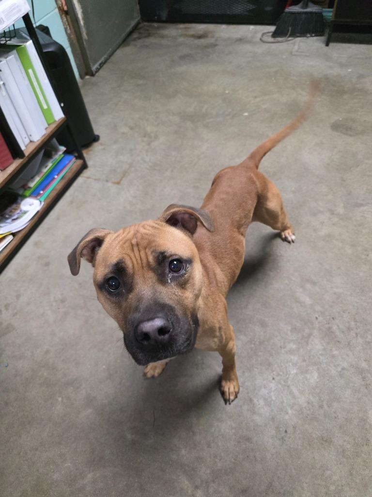 Enlarge Led Zeppelin, a Adoptable mixed breed in Rockport, TX image 2/5