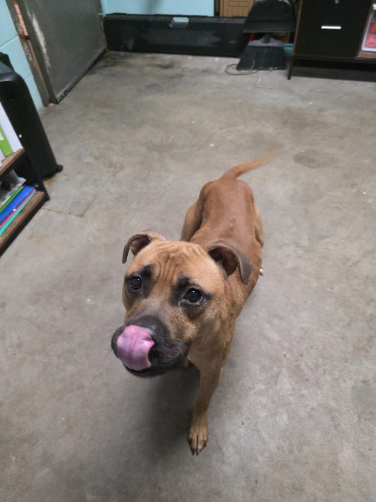 Enlarge Led Zeppelin, a Adoptable mixed breed in Rockport, TX image 3/5