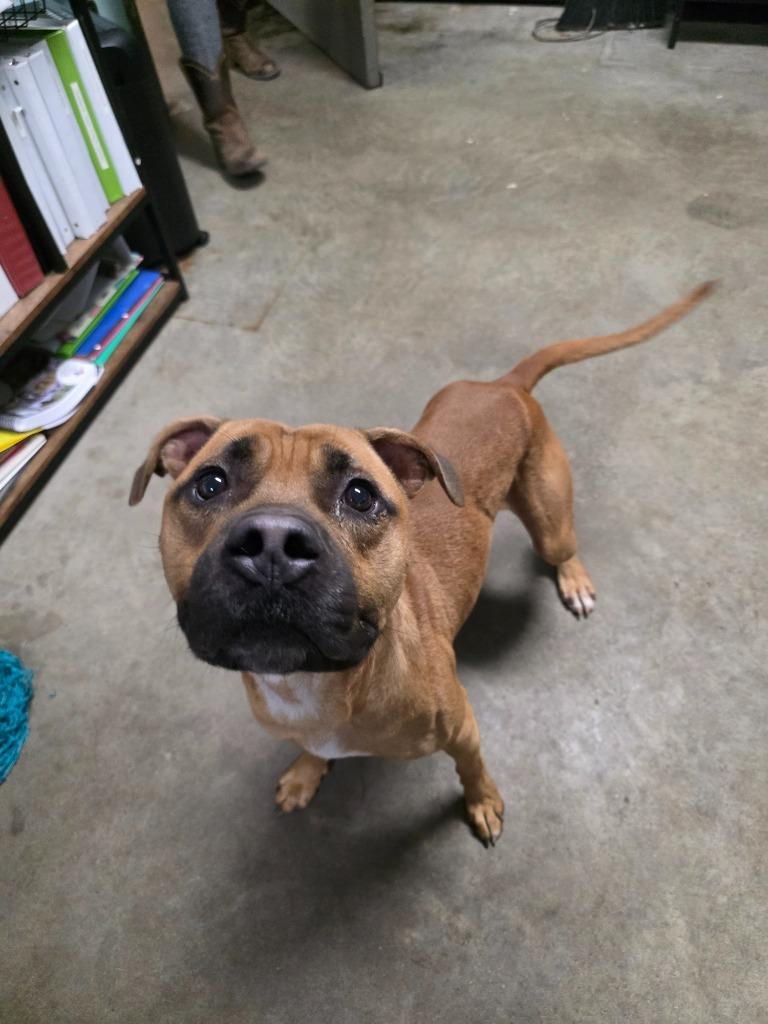 Enlarge Led Zeppelin, a Adoptable mixed breed in Rockport, TX image 5/5