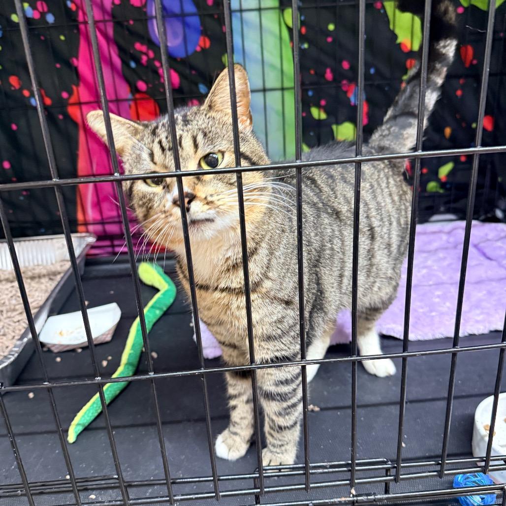 Craig, Adoptable, Adult Male Domestic Short Hair.