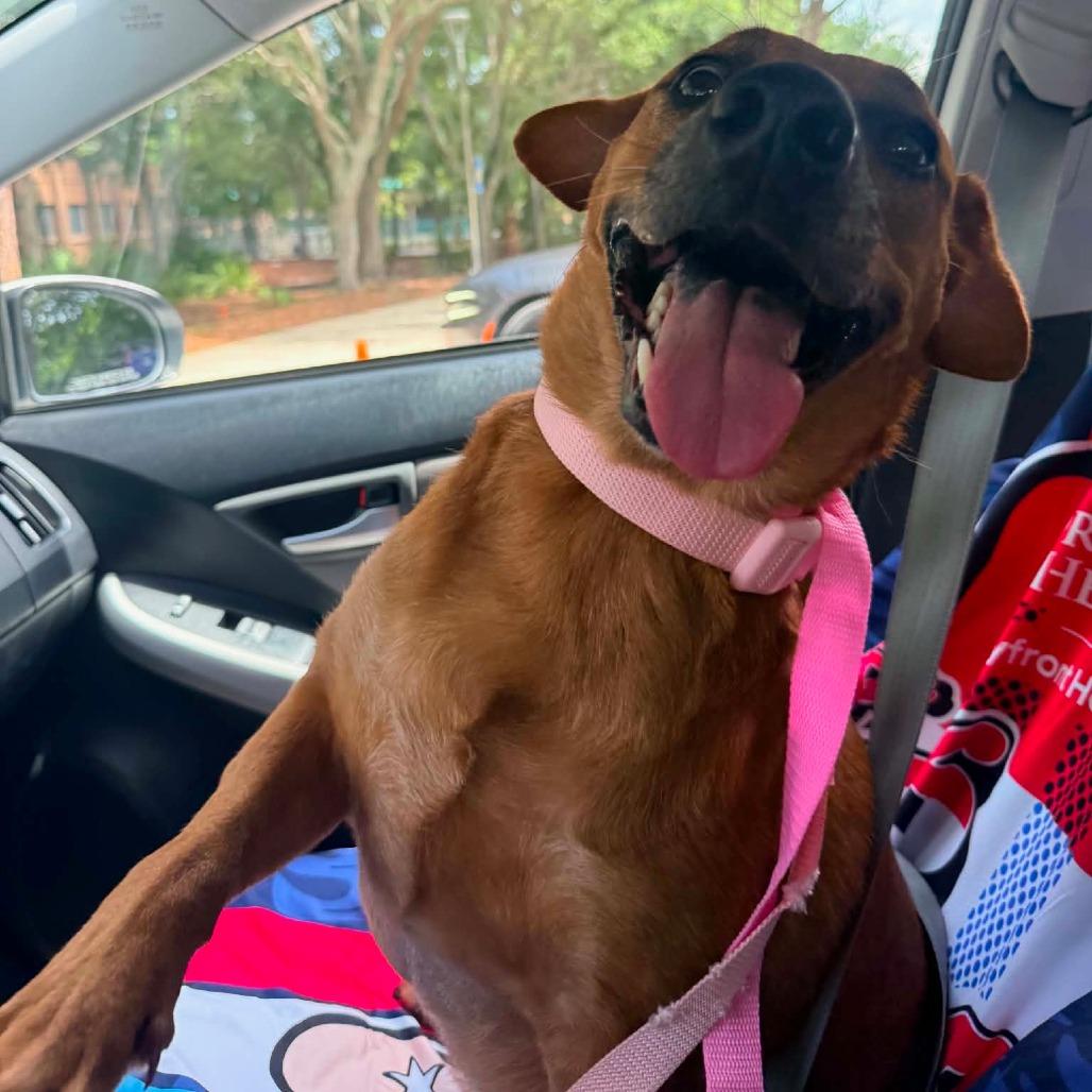 Mabel, a Adoptable mixed breed in Sarasota, FL image 1/5