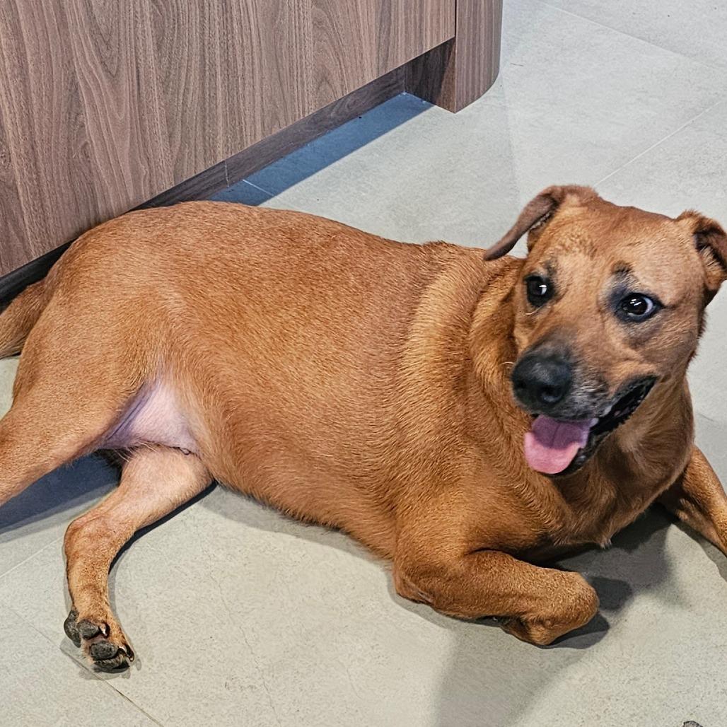 Mabel, a Adoptable mixed breed in Sarasota, FL image 2/5