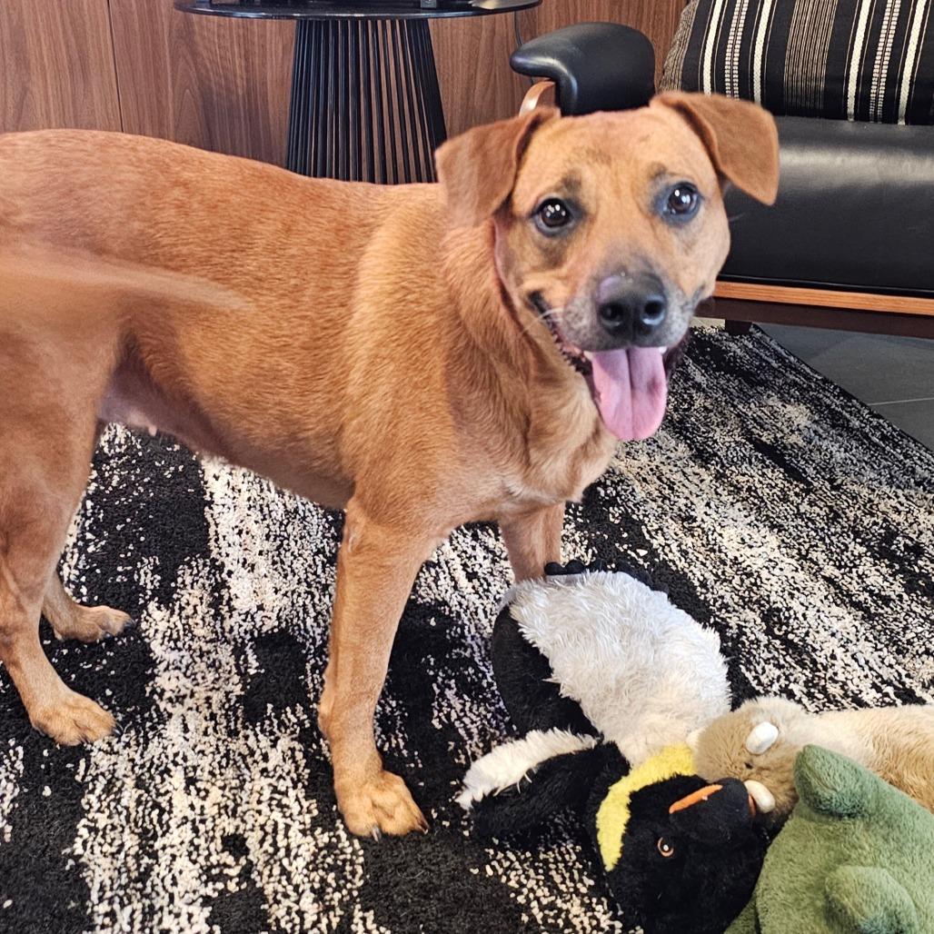 Mabel, a Adoptable mixed breed in Sarasota, FL image 3/5