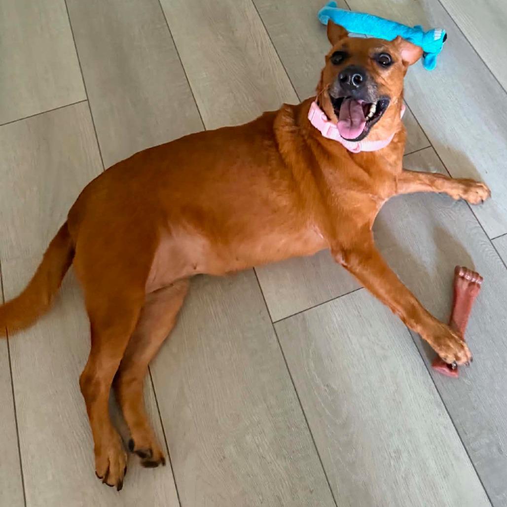 Mabel, a Adoptable mixed breed in Sarasota, FL image 5/5